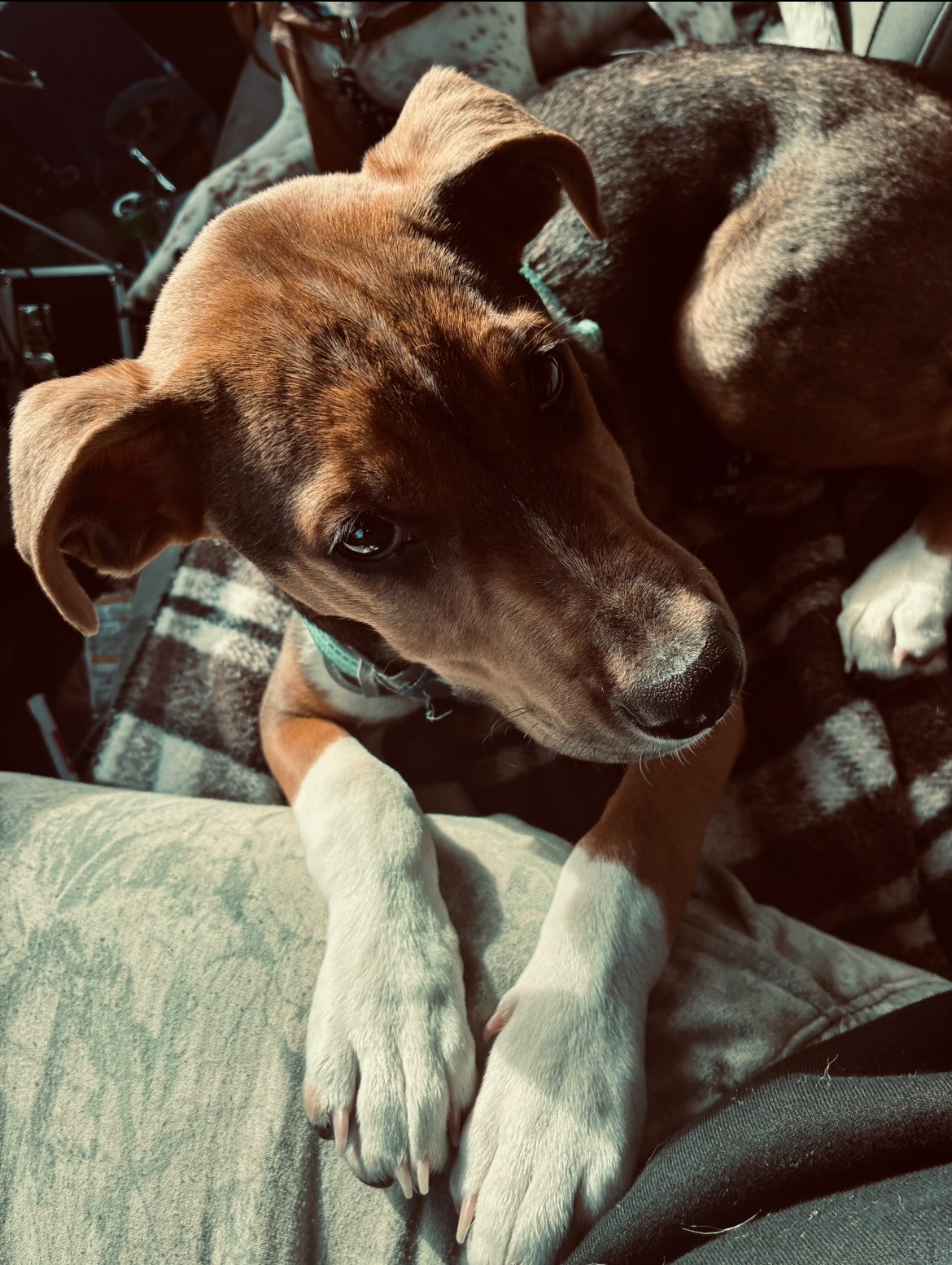 Support Scooby’s Journey to Health campaign photo, 7 of 8