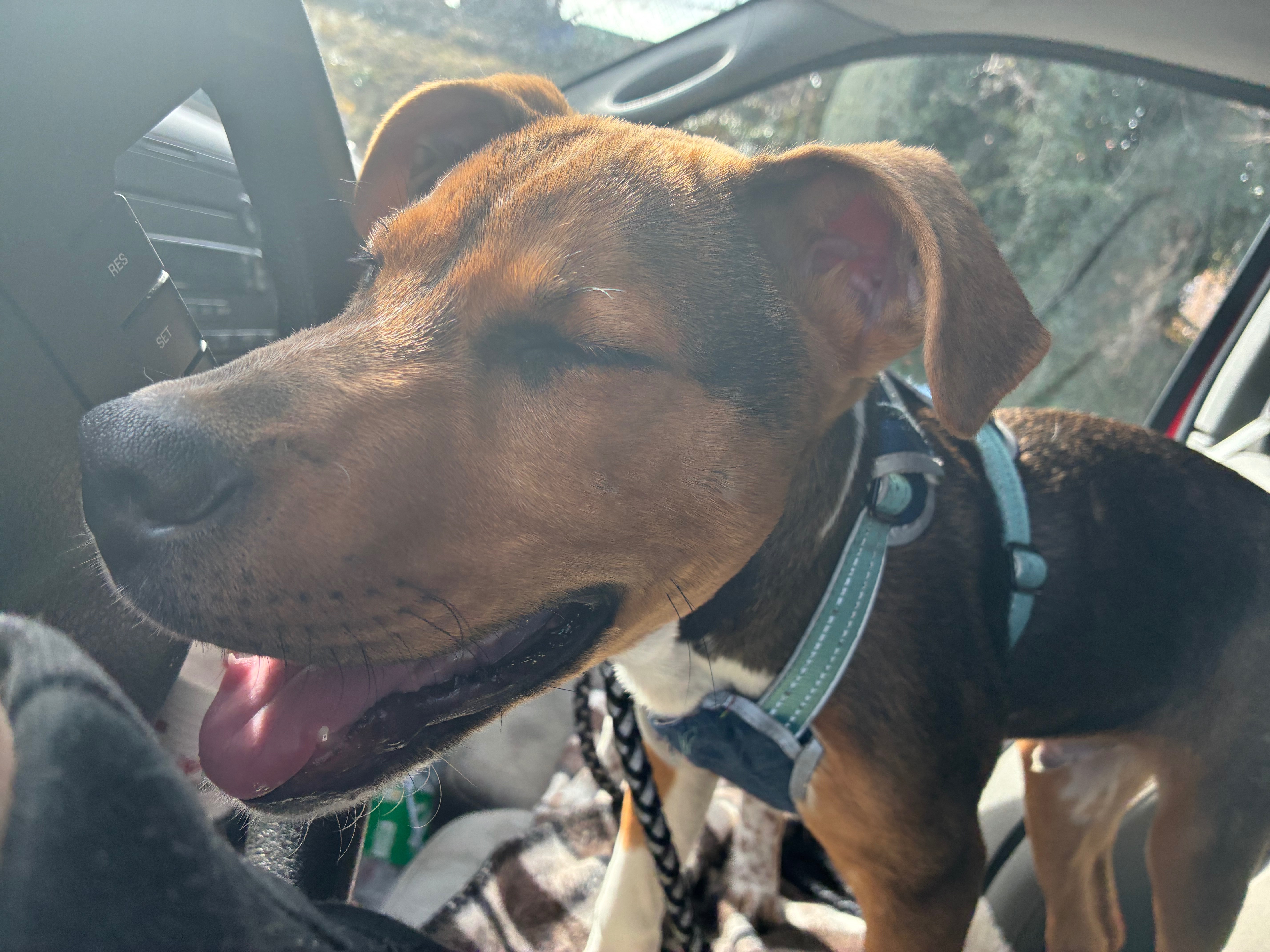 Support Scooby’s Journey to Health campaign photo, 4 of 8