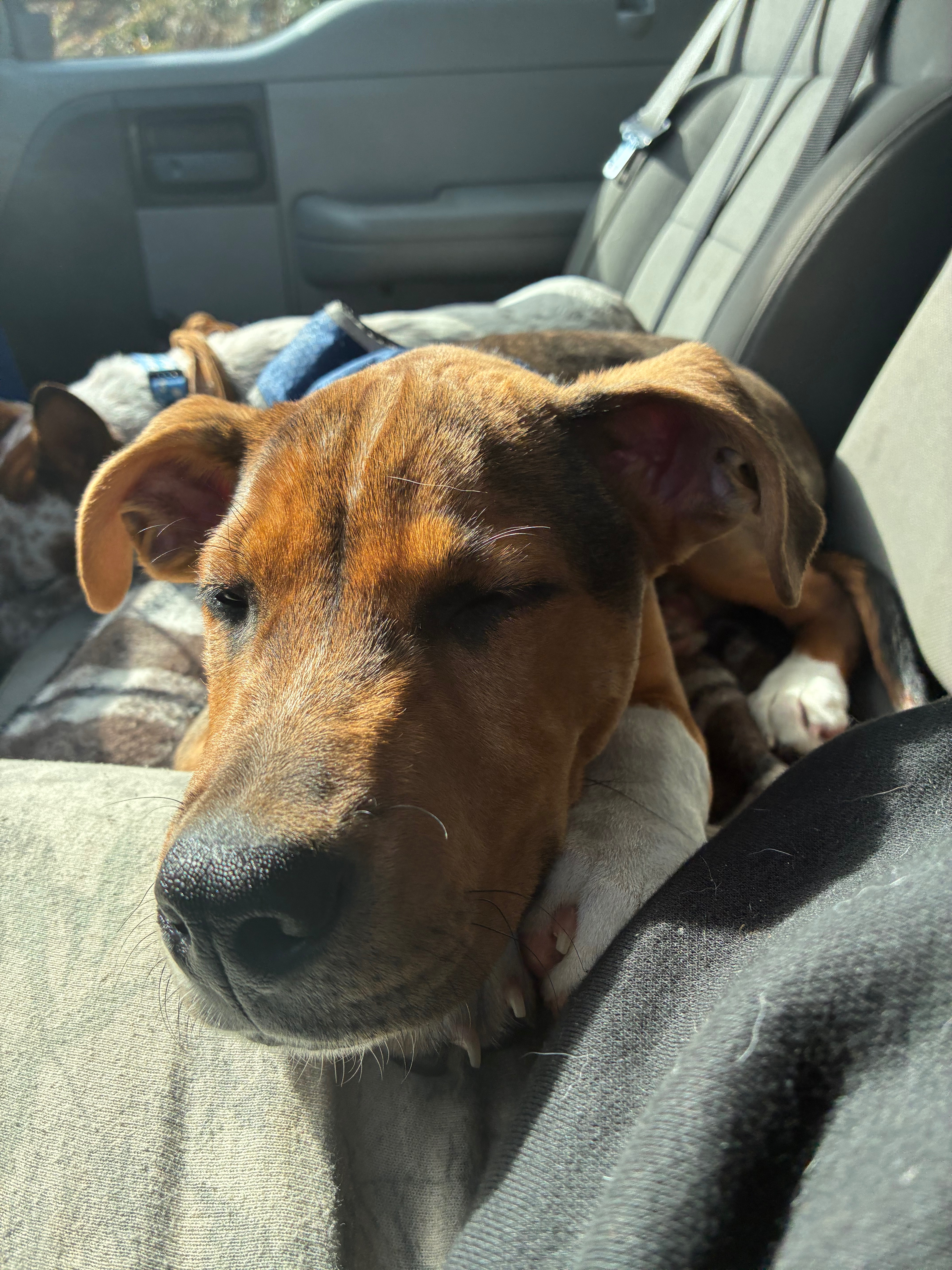 Support Scooby’s Journey to Health campaign photo, 5 of 8