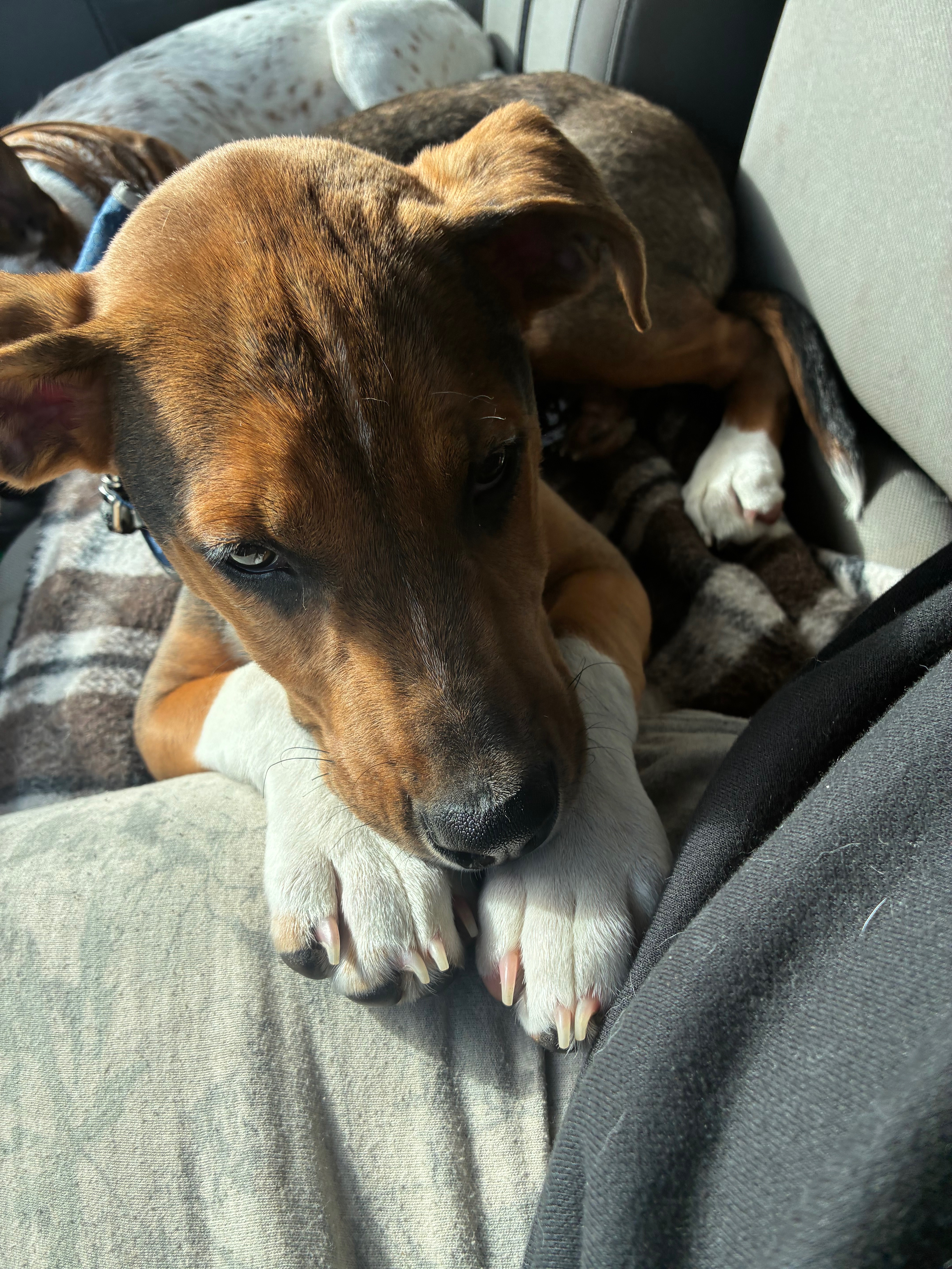 Support Scooby’s Journey to Health campaign photo, 6 of 8