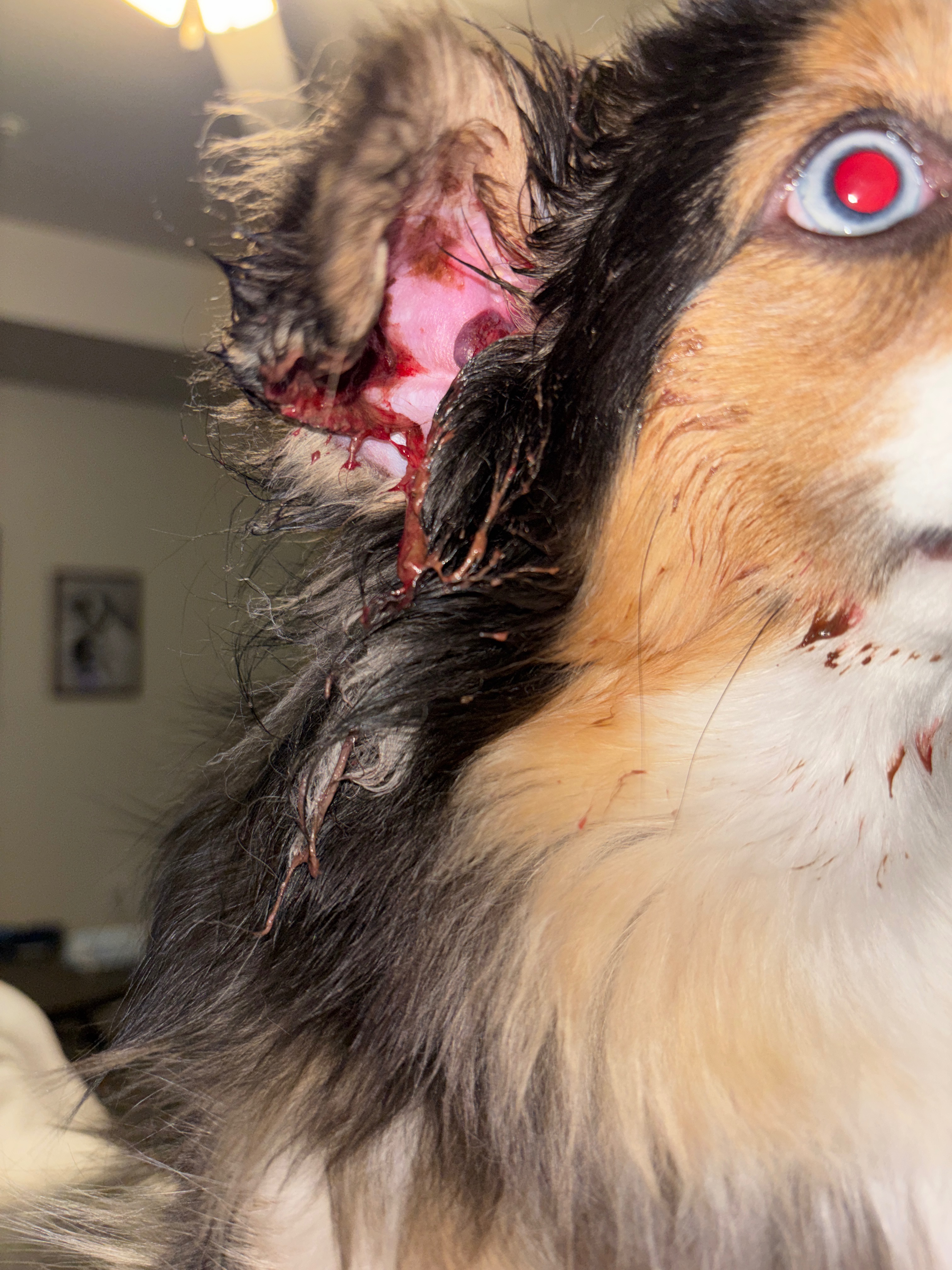 Help Nala Get the Surgery She Needs campaign photo, 6 of 7