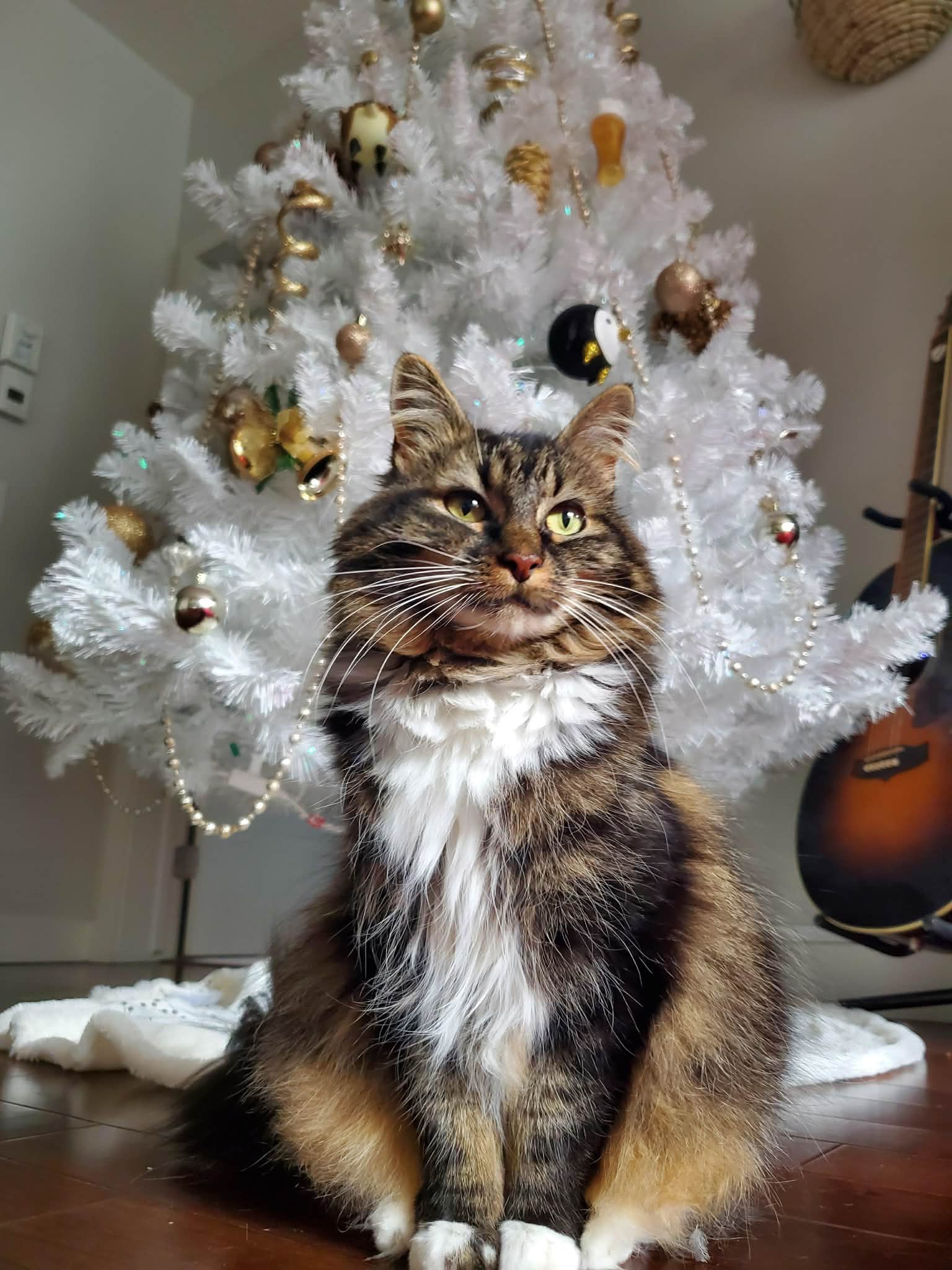 Kitty Kate campaign photo, 2 of 8