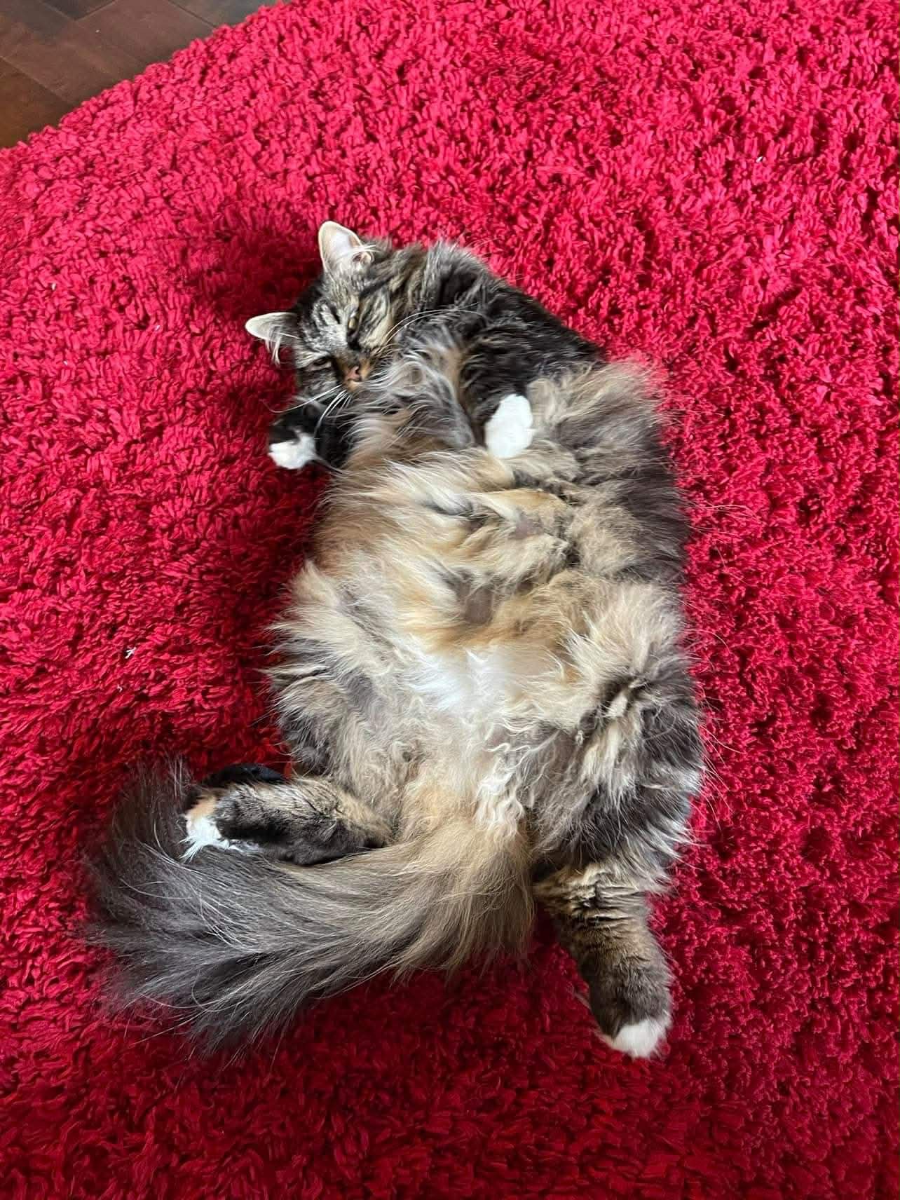 Kitty Kate campaign photo, 4 of 8