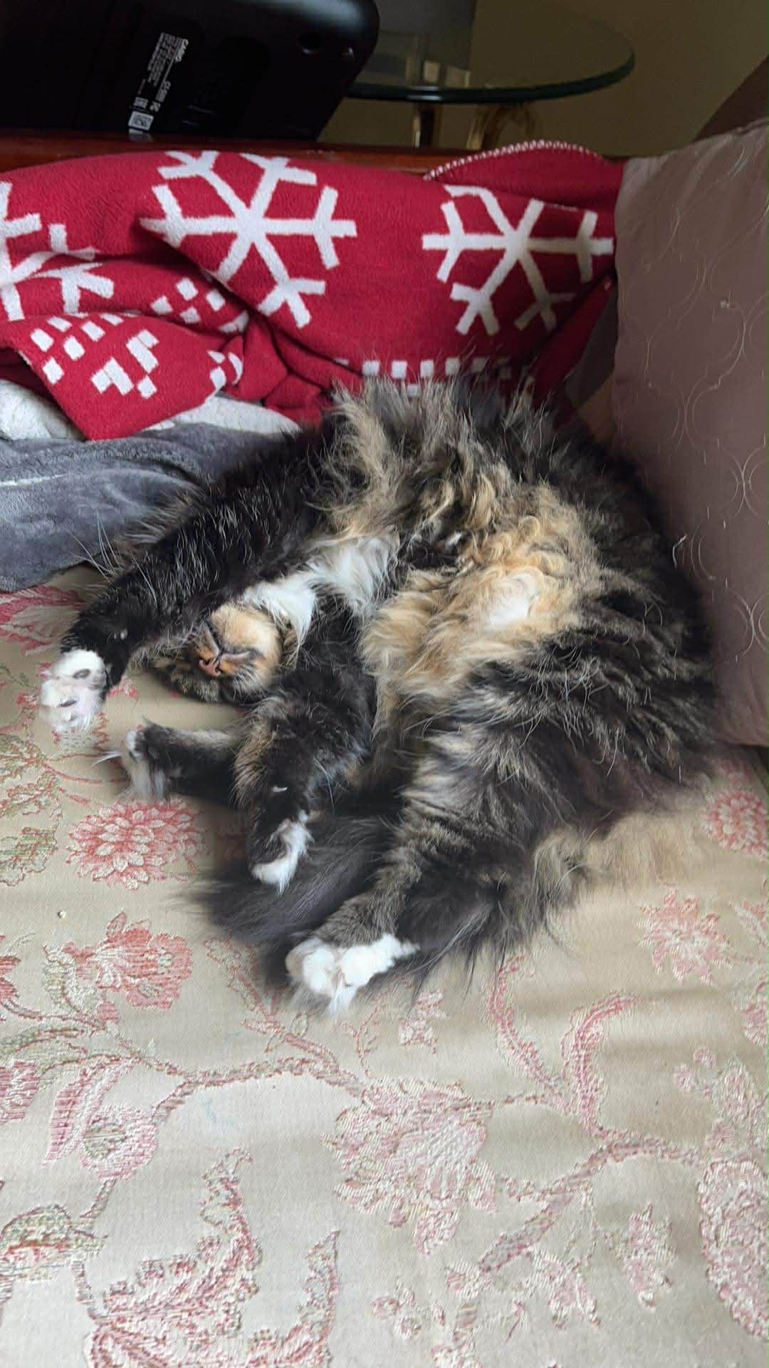 Kitty Kate campaign photo, 6 of 8