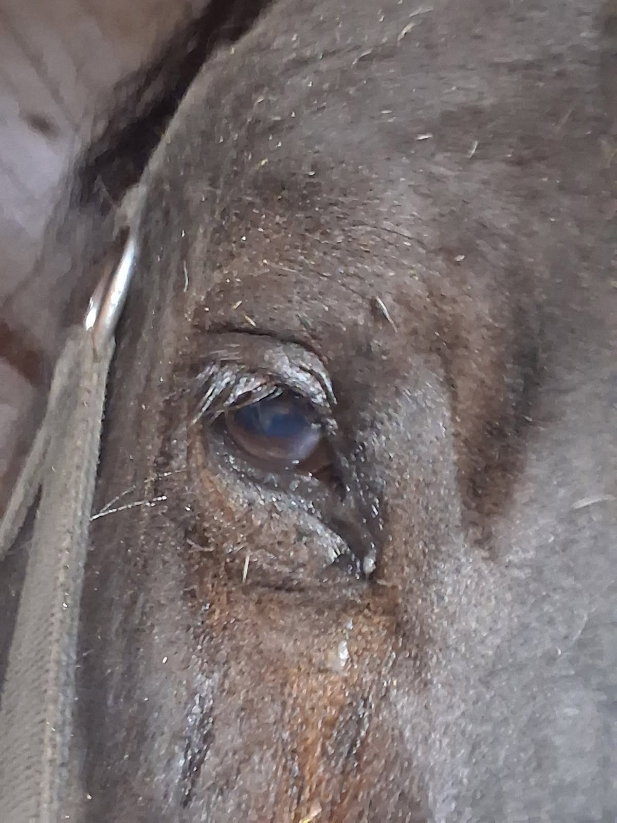 help For Karen Post with a sick horse campaign photo, 2 of 4