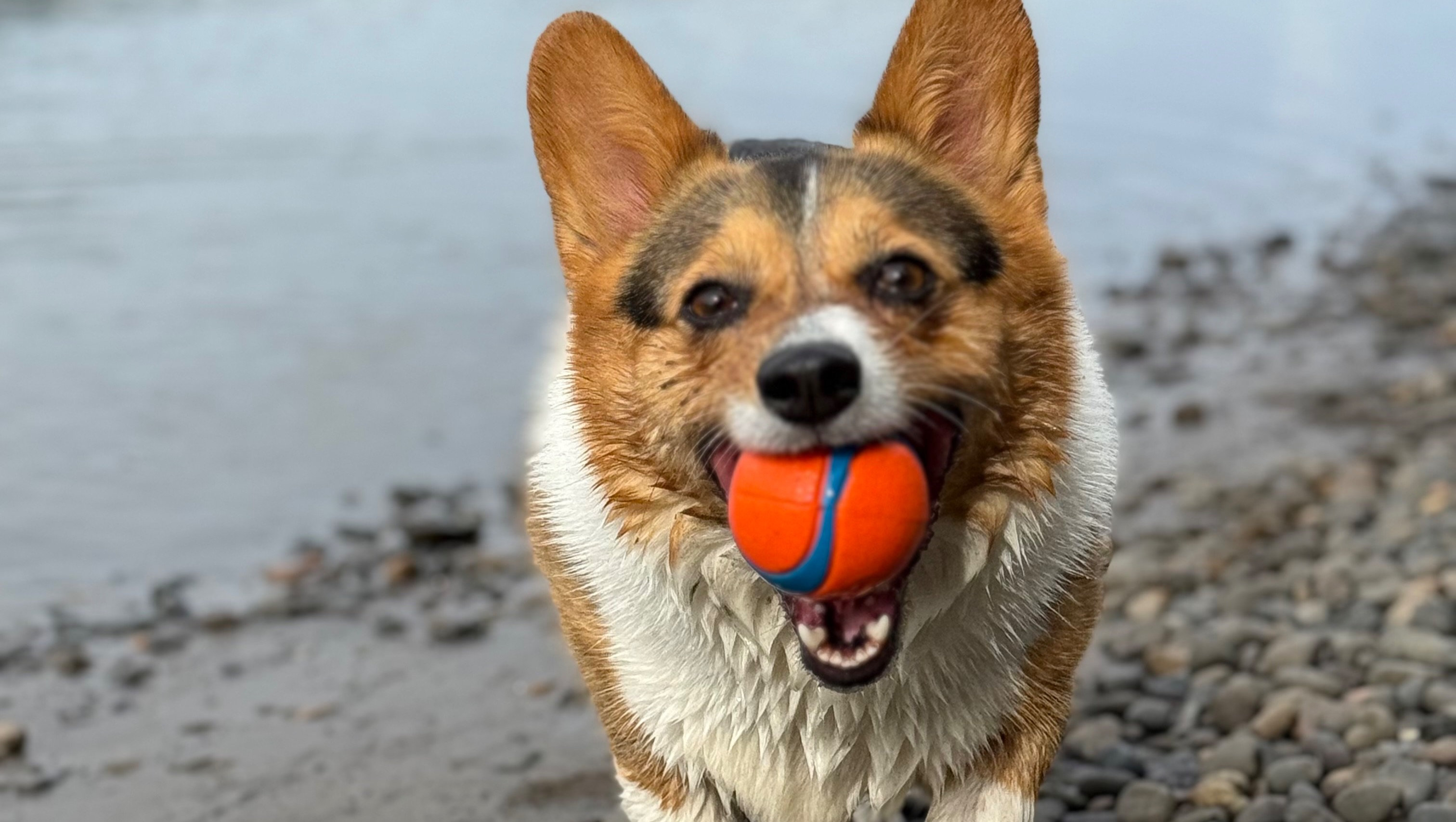 Help Olive Get Back on Her Paws