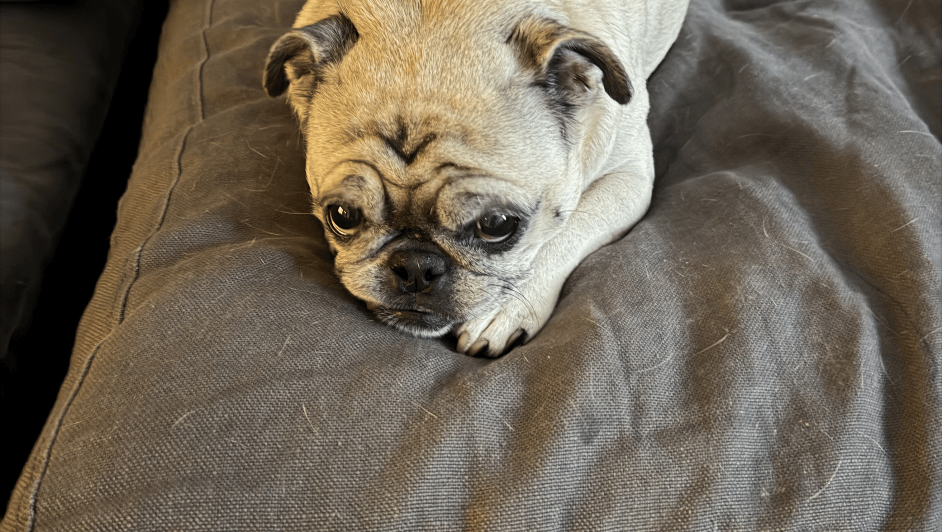 Help Me Launch My Dream Dog Care Business photo