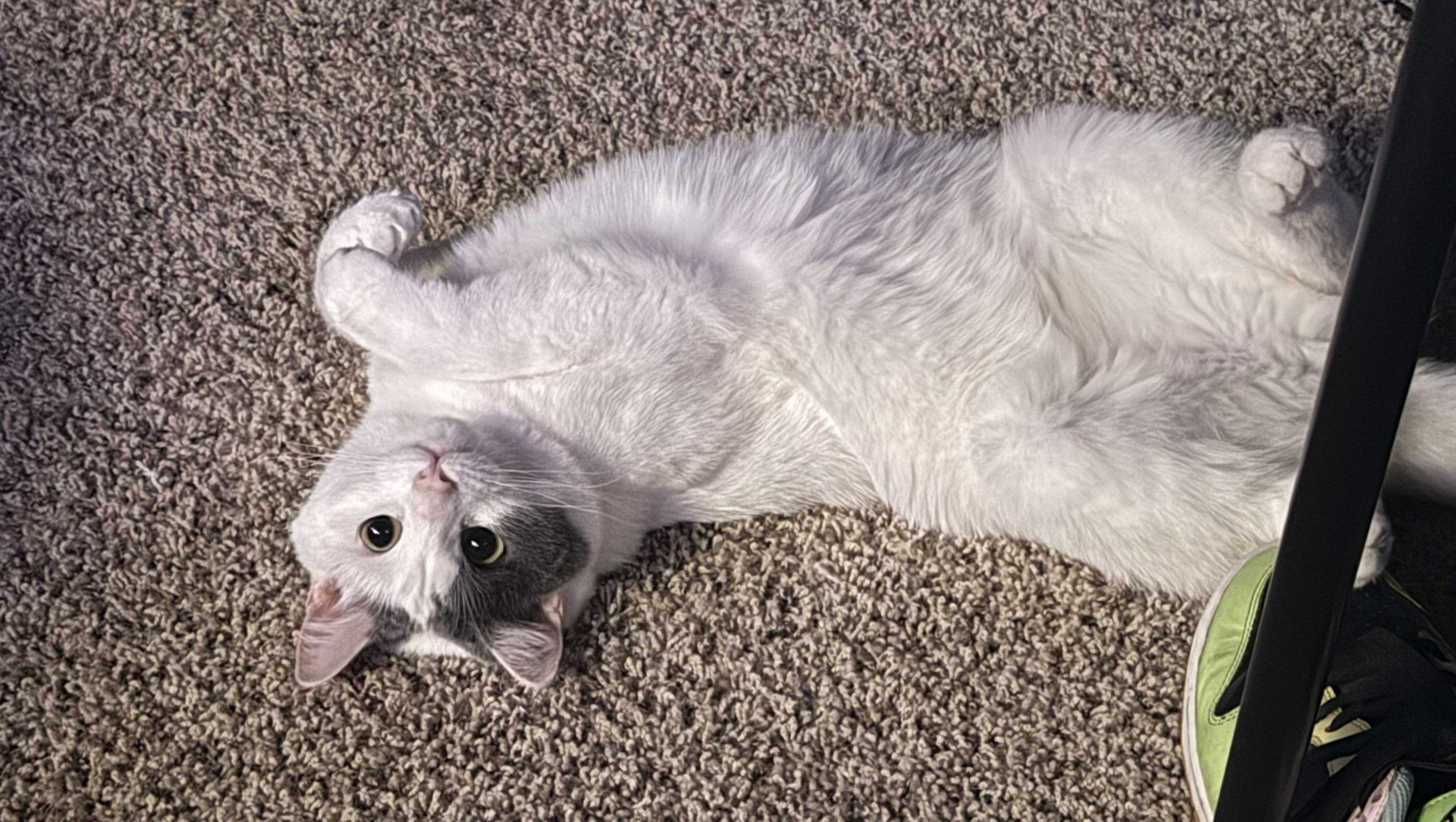 Support for Marble’s Vet Care and Our Future photo