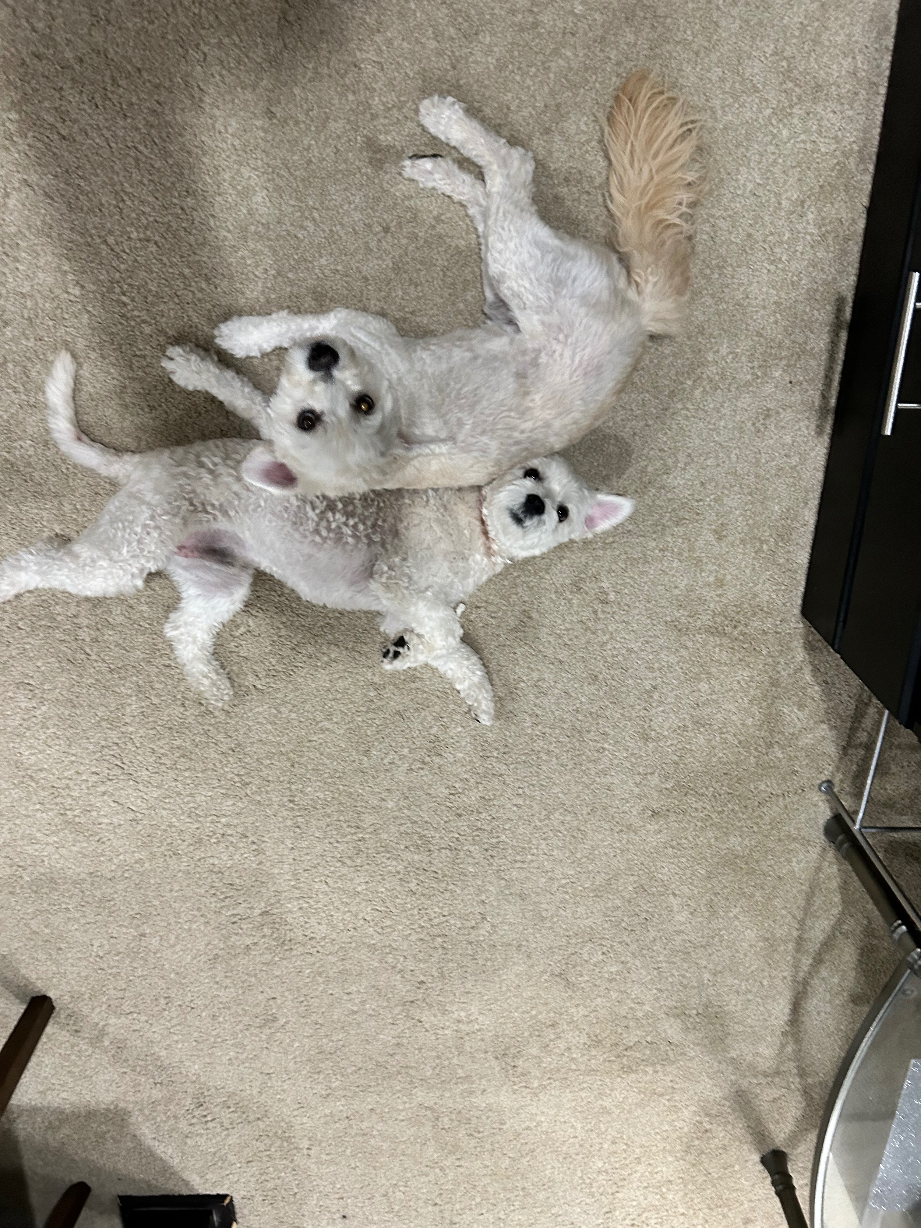 Heroic Son Injured Saving Our Dogs from a Coyote — Emergency campaign photo, 5 of 8