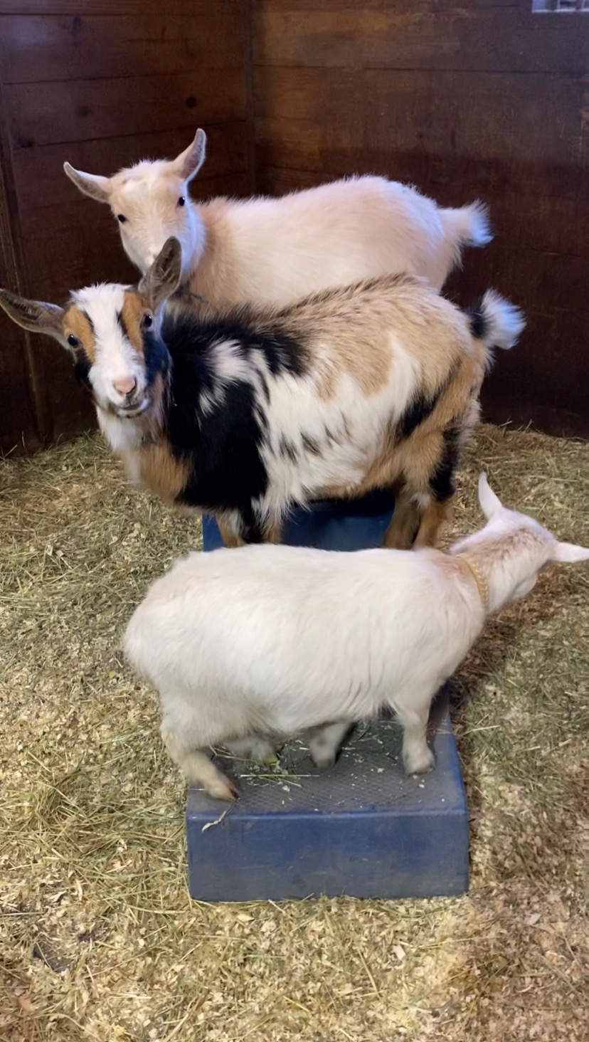 Help Eli the Therapy Goat Heal and Return to the Farm campaign photo, 5 of 6