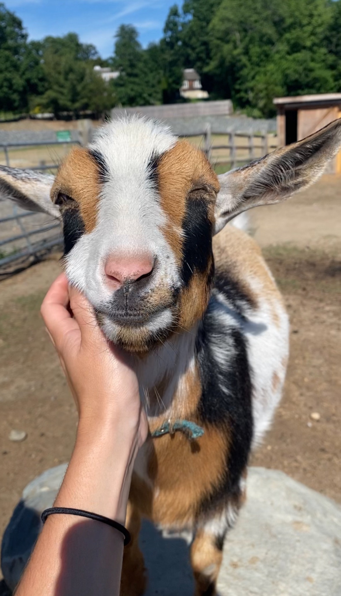 Help Eli the Therapy Goat Heal and Return to the Farm campaign photo, 2 of 6