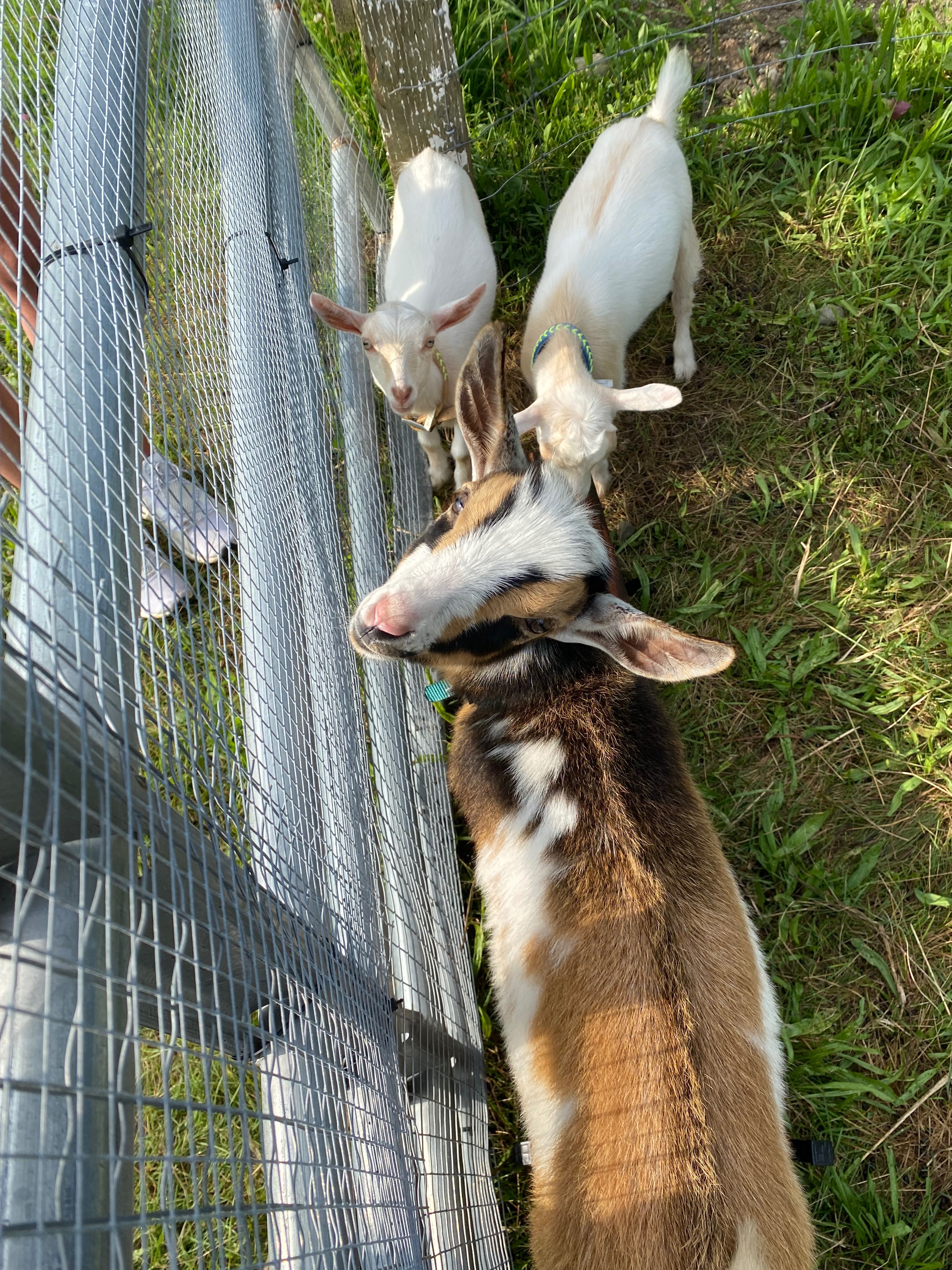 Help Eli the Therapy Goat Heal and Return to the Farm campaign photo, 4 of 6