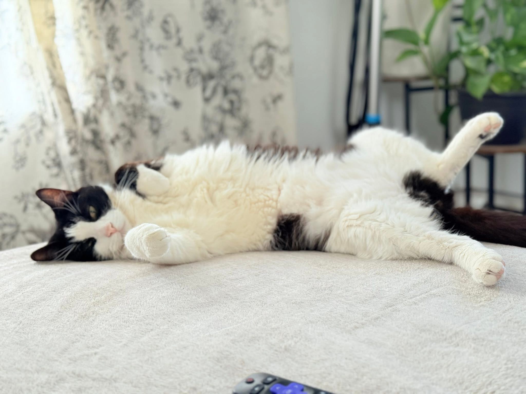 Help Save Cowie from Feline Diabetic Ketoacidosis campaign photo, 5 of 6