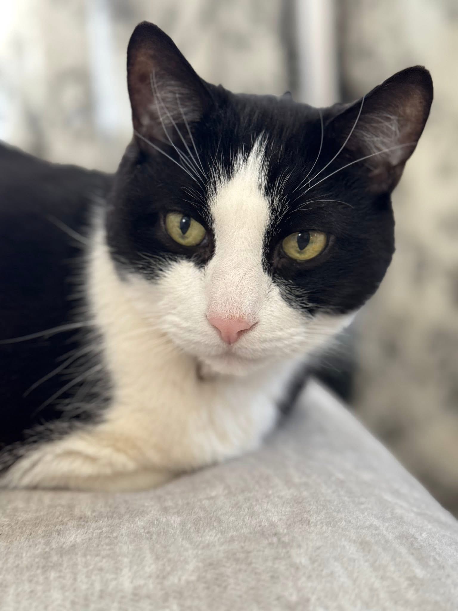 Help Save Cowie from Feline Diabetic Ketoacidosis campaign photo, 2 of 6
