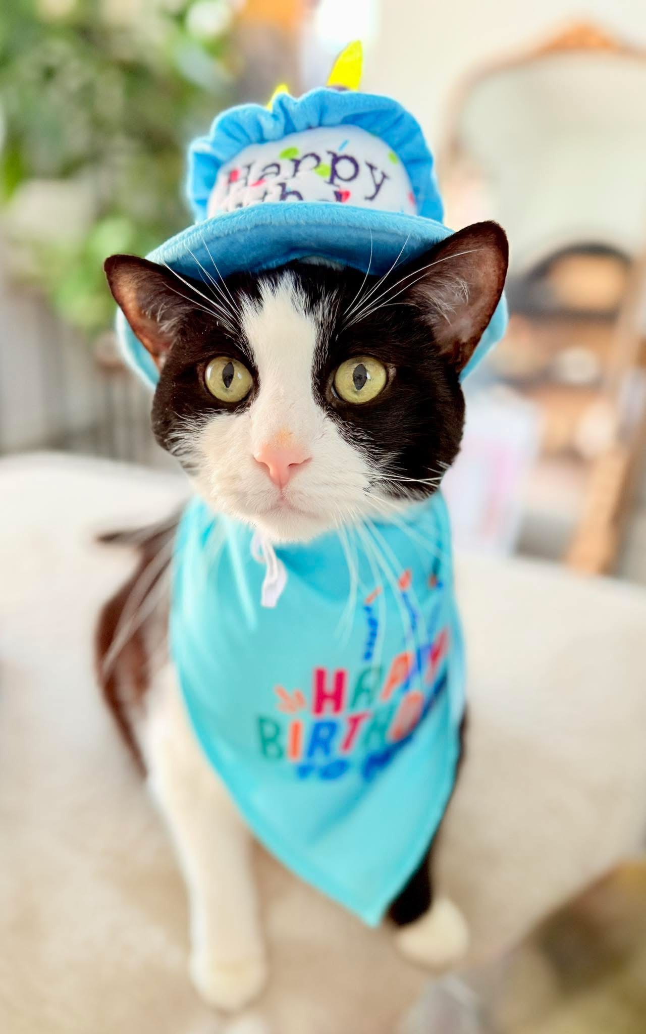 Help Save Cowie from Feline Diabetic Ketoacidosis campaign photo, 4 of 6