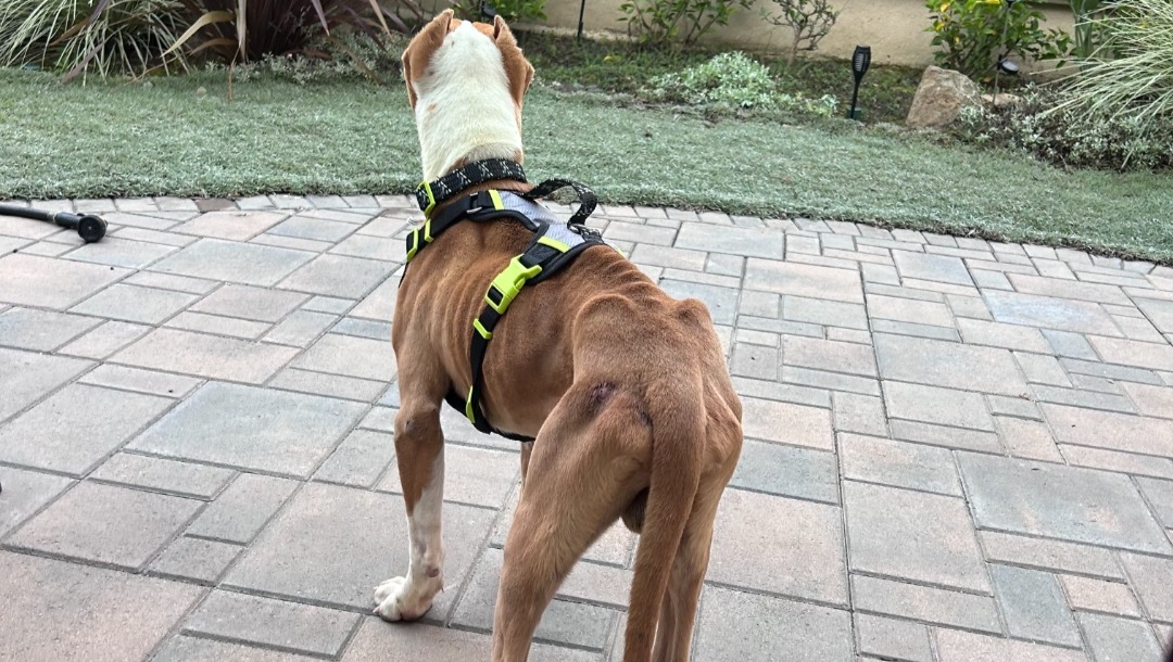Help Rocky Recover from Neglect