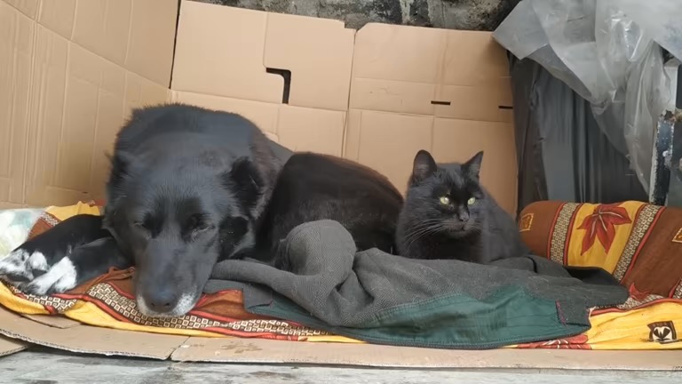 Help Stray Dogs & Cats Everywhere campaign photo, 7 of 8