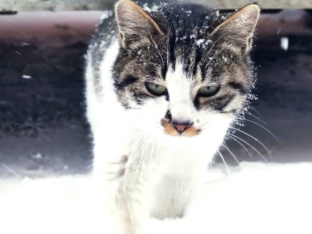 Help Stray Dogs & Cats Everywhere campaign photo, 4 of 8
