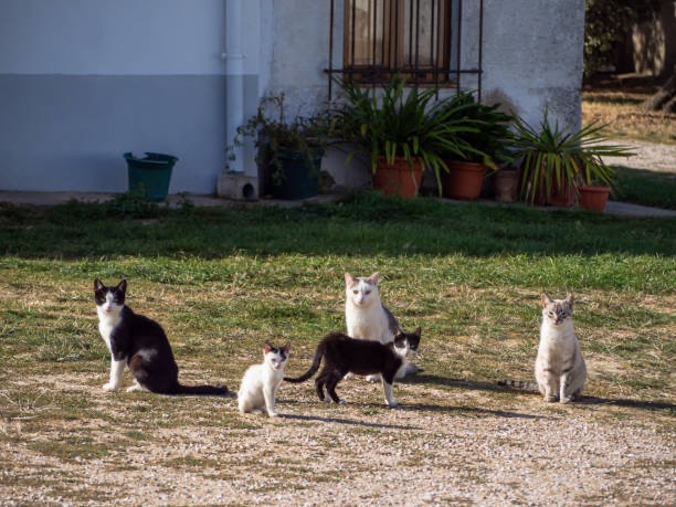 Help Stray Dogs & Cats Everywhere campaign photo, 2 of 8