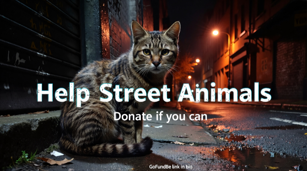 Help Stray Dogs & Cats Everywhere campaign photo, 6 of 8