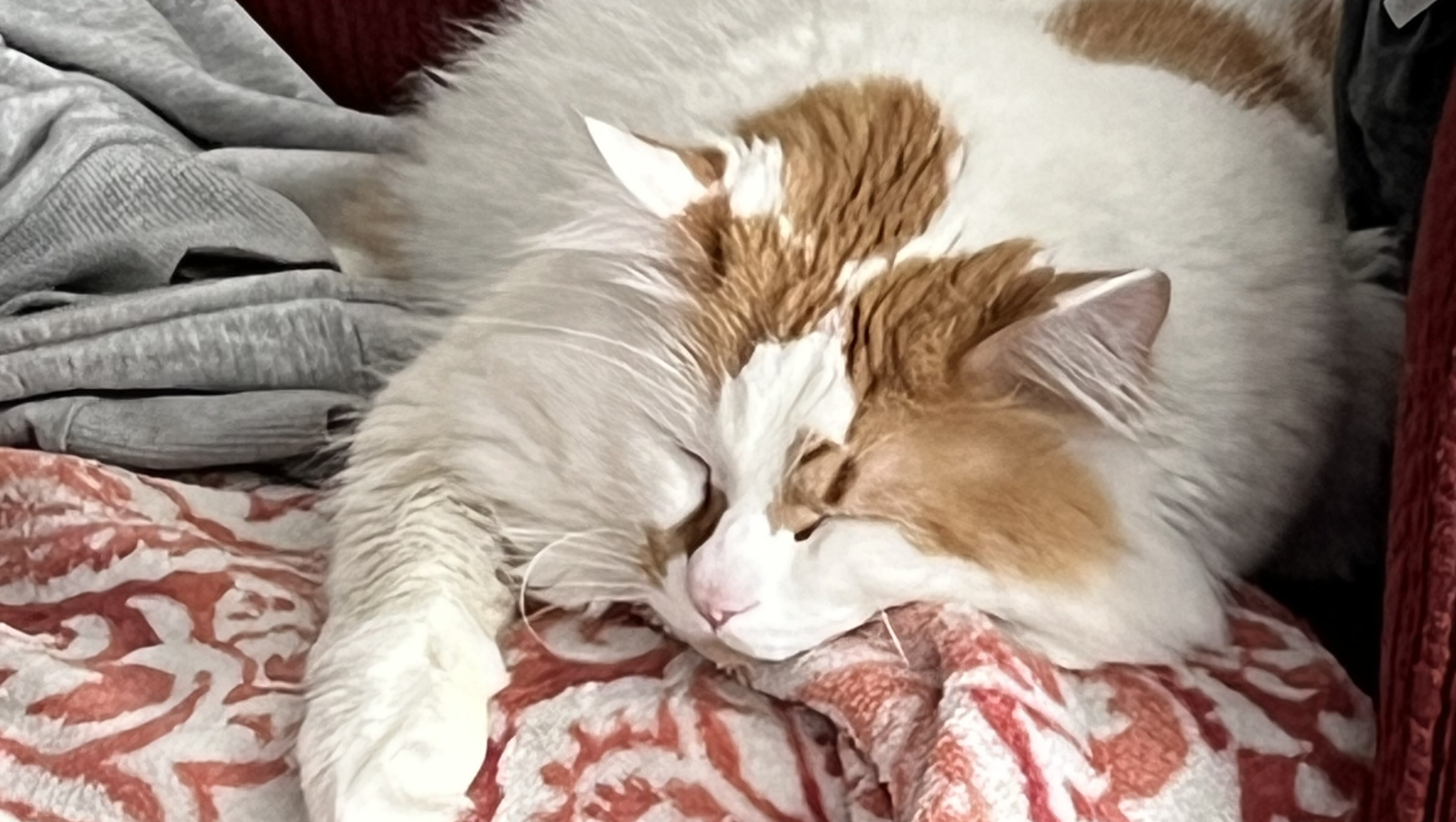 Finding Answers for Simba’s Pain pinned link photo