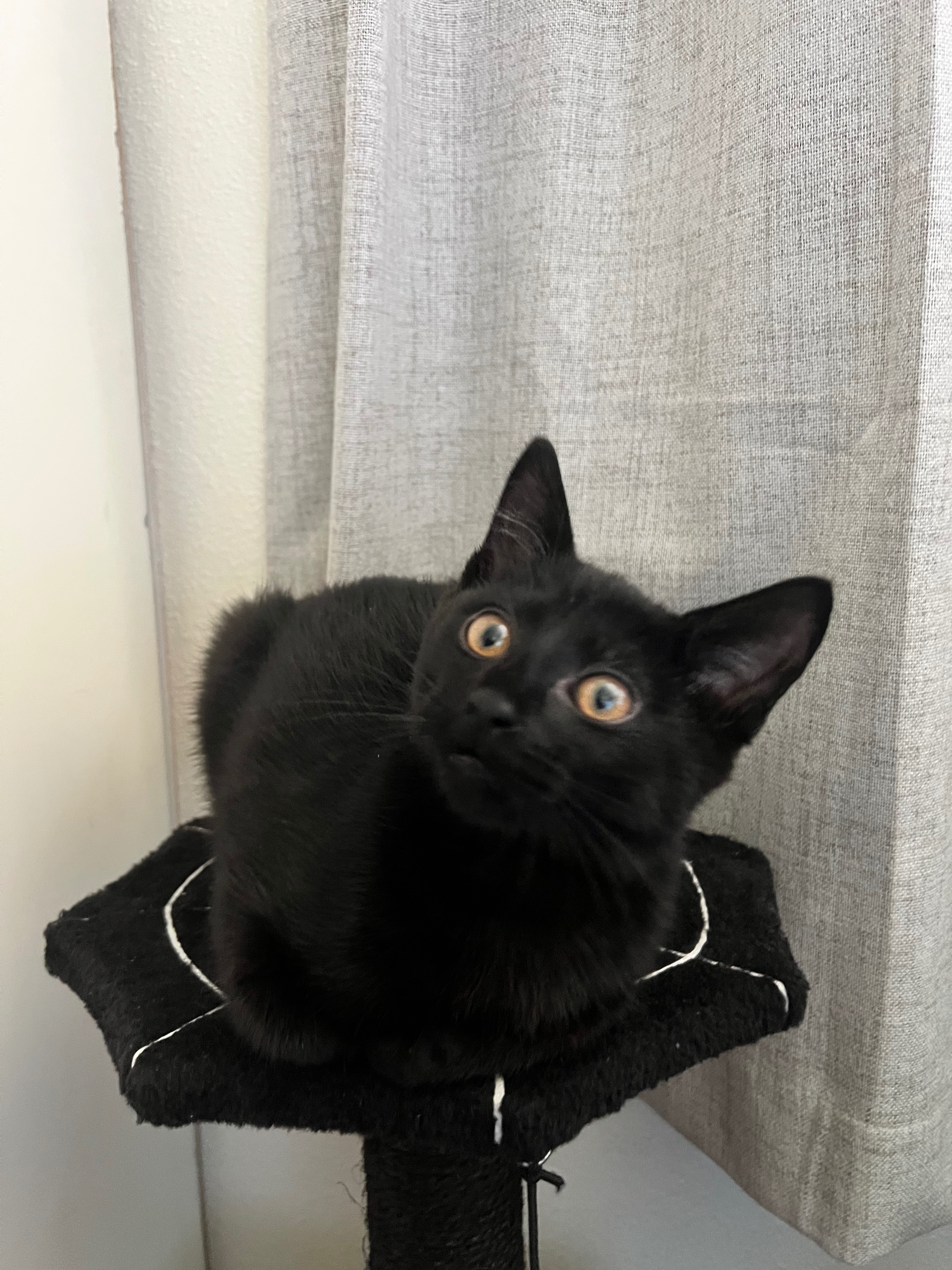 Urgent Surgery for Baby Mavis's Survival campaign photo, 5 of 6