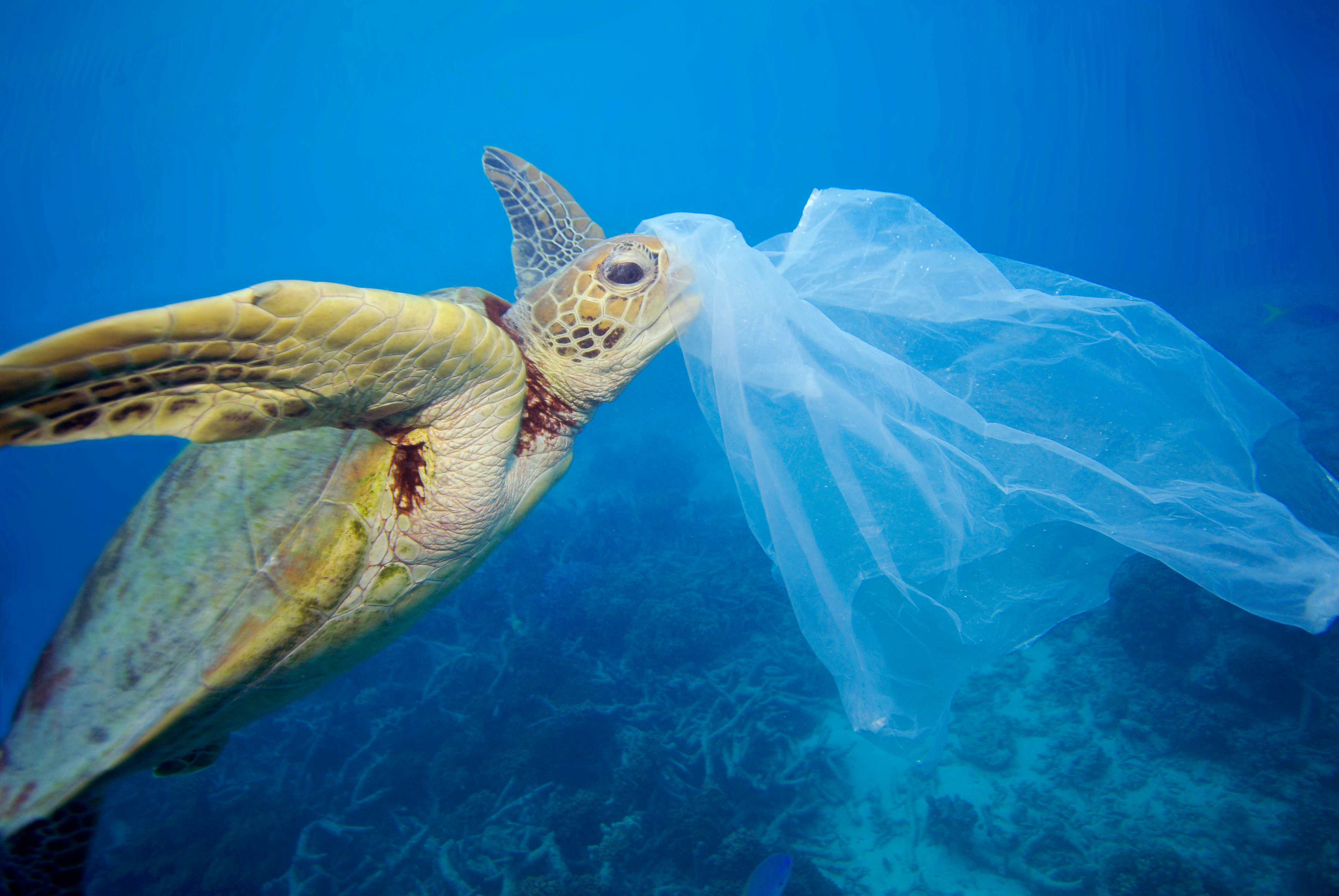 Rettung von verletzten Meeresschildkröten durch Plastik campaign photo, 4 of 5