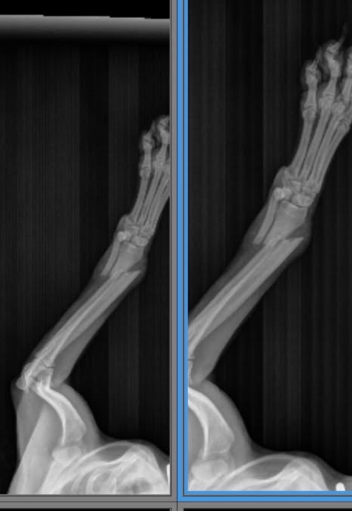 Support Tiny’s Surgery and Recovery campaign photo, 4 of 5