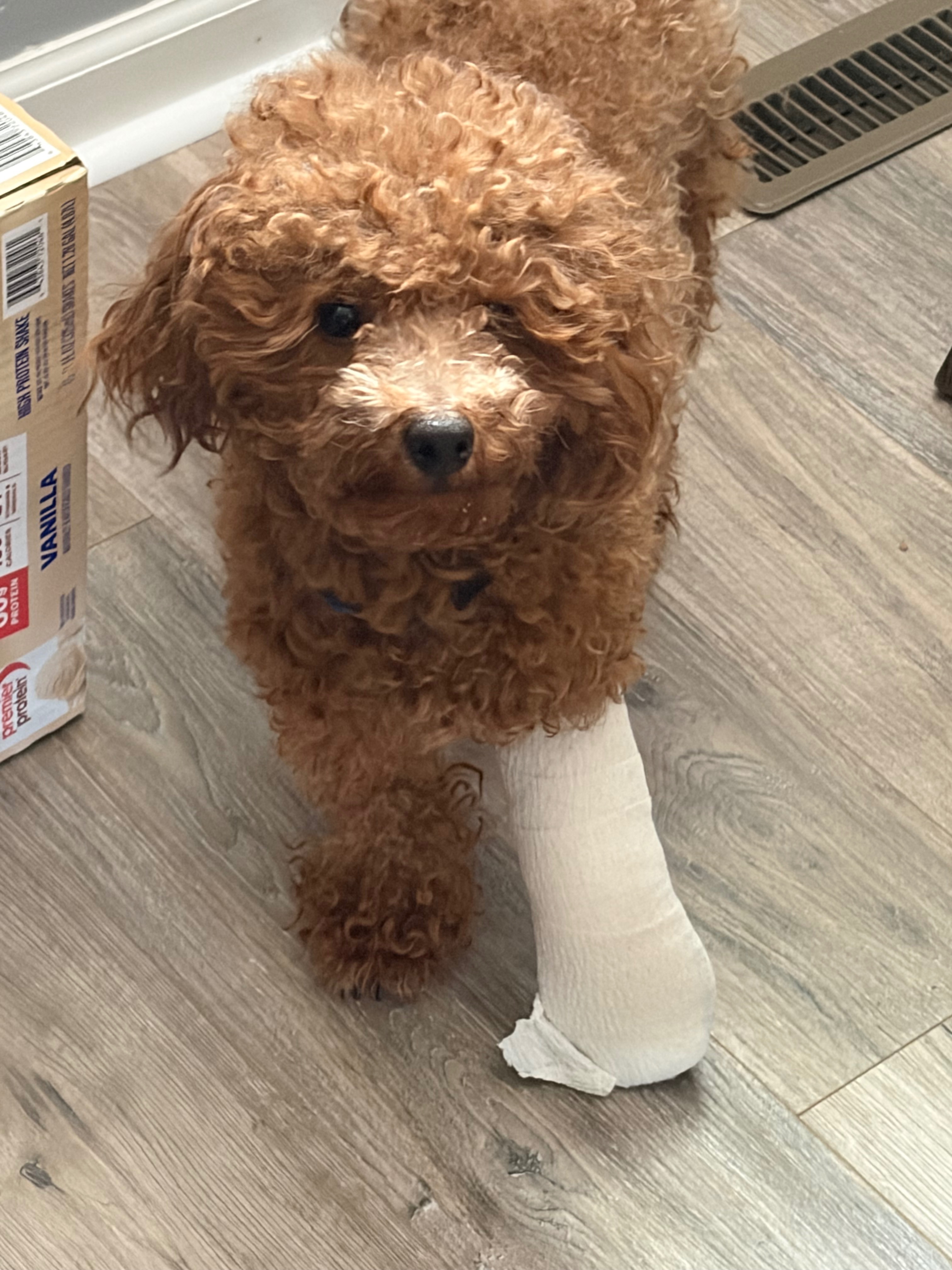 Support Tiny’s Surgery and Recovery campaign photo, 2 of 5