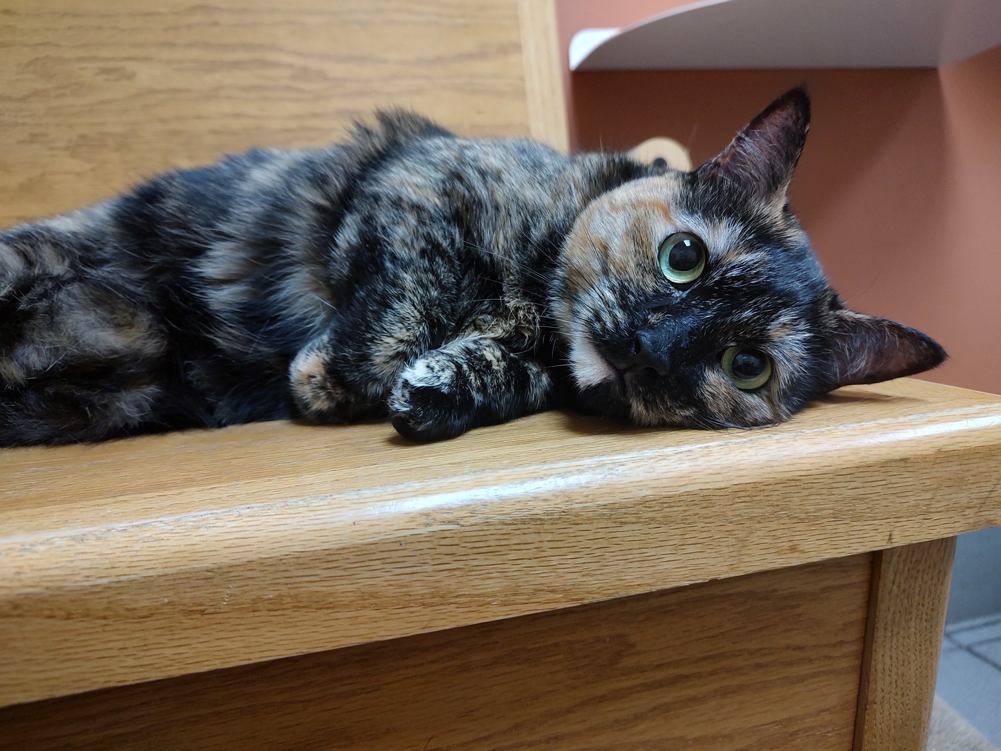 Support Rotini and Her Owner in Crisis campaign photo, 2 of 7
