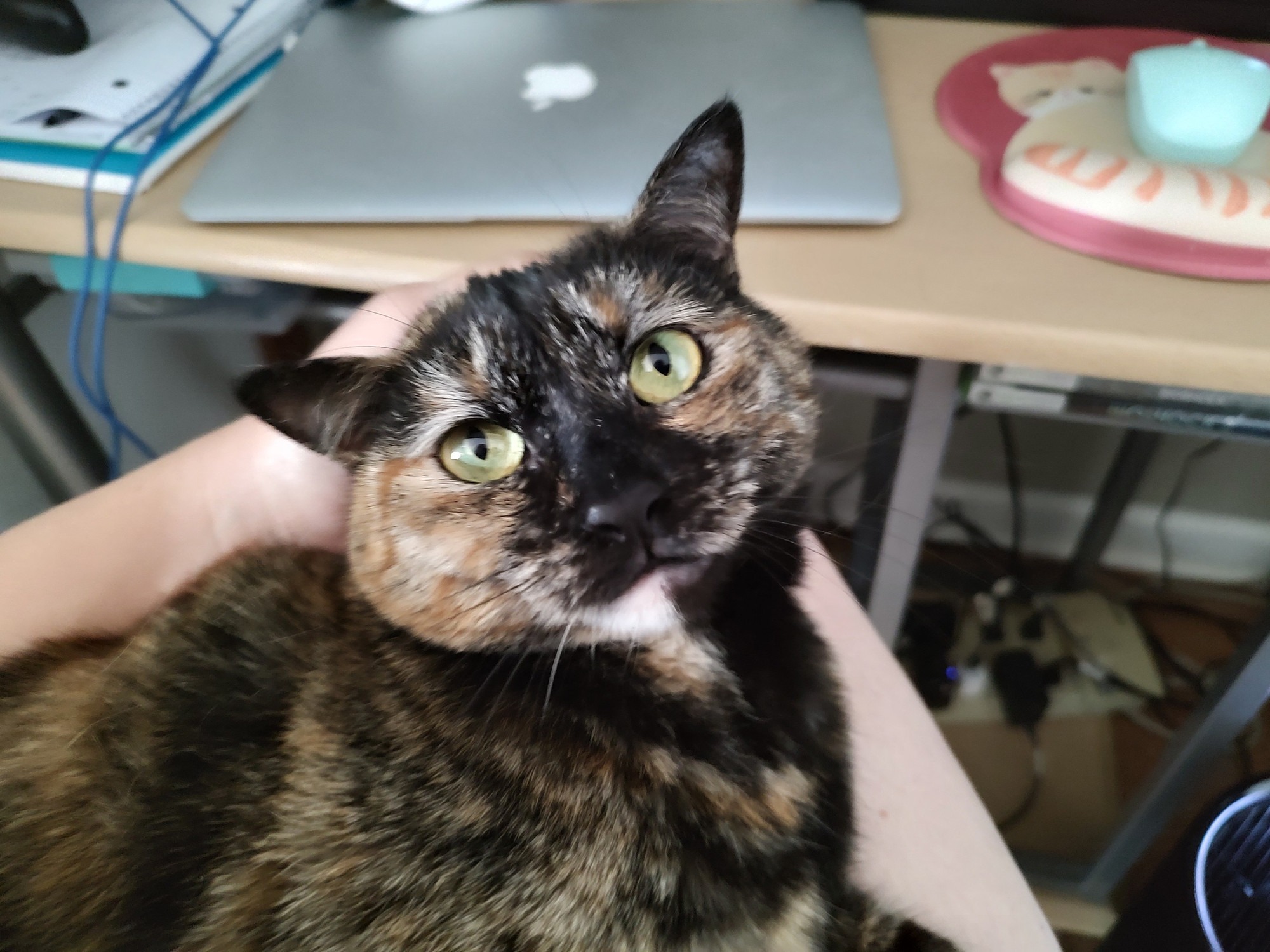 Support Rotini and Her Owner in Crisis campaign photo, 4 of 7