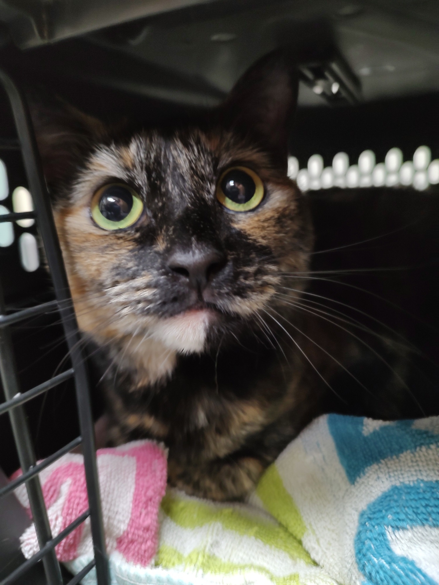 Support Rotini and Her Owner in Crisis campaign photo, 5 of 7