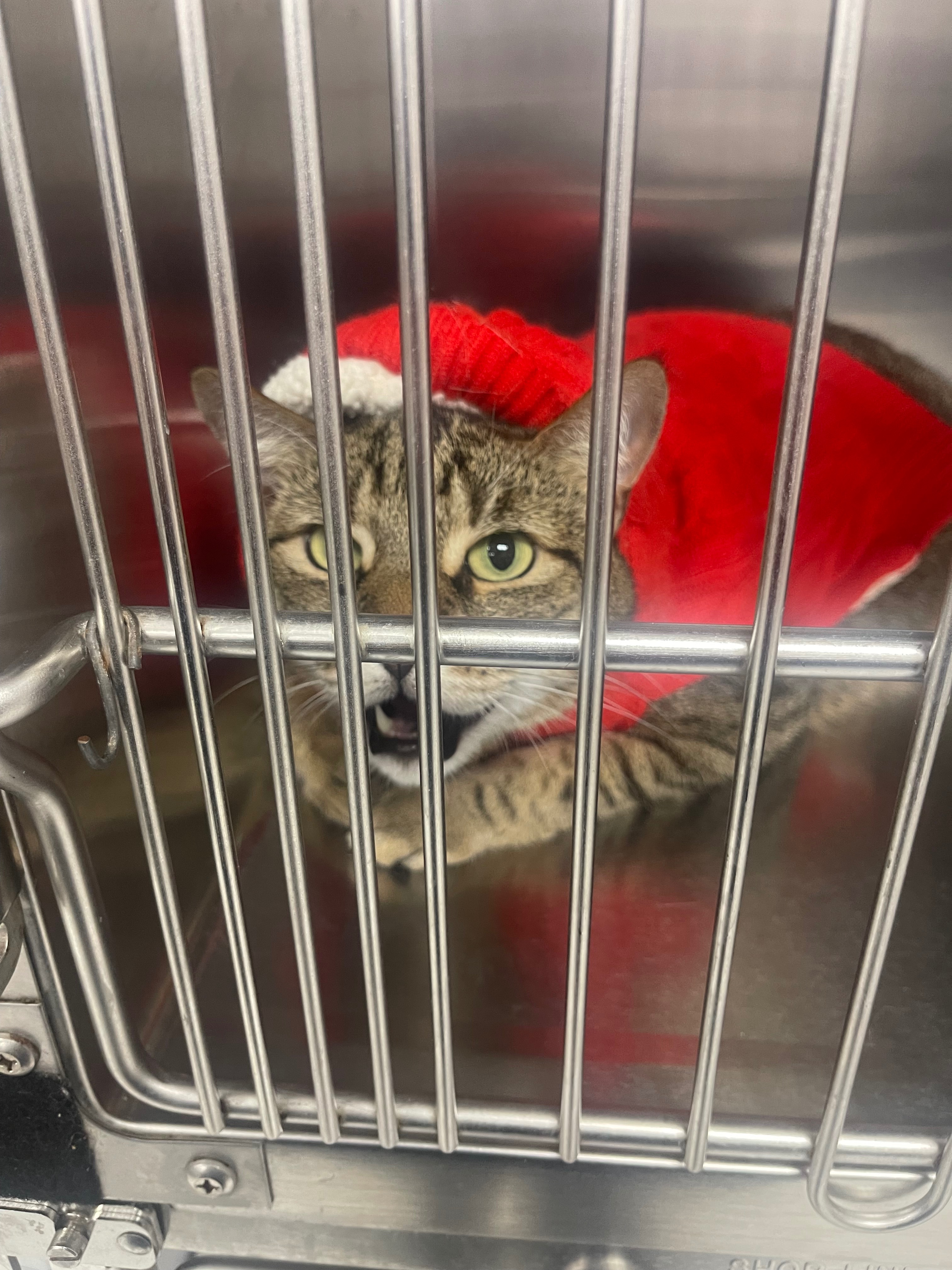 Save Mr. Piddles: Fund His Vital Surgery campaign photo, 2 of 4