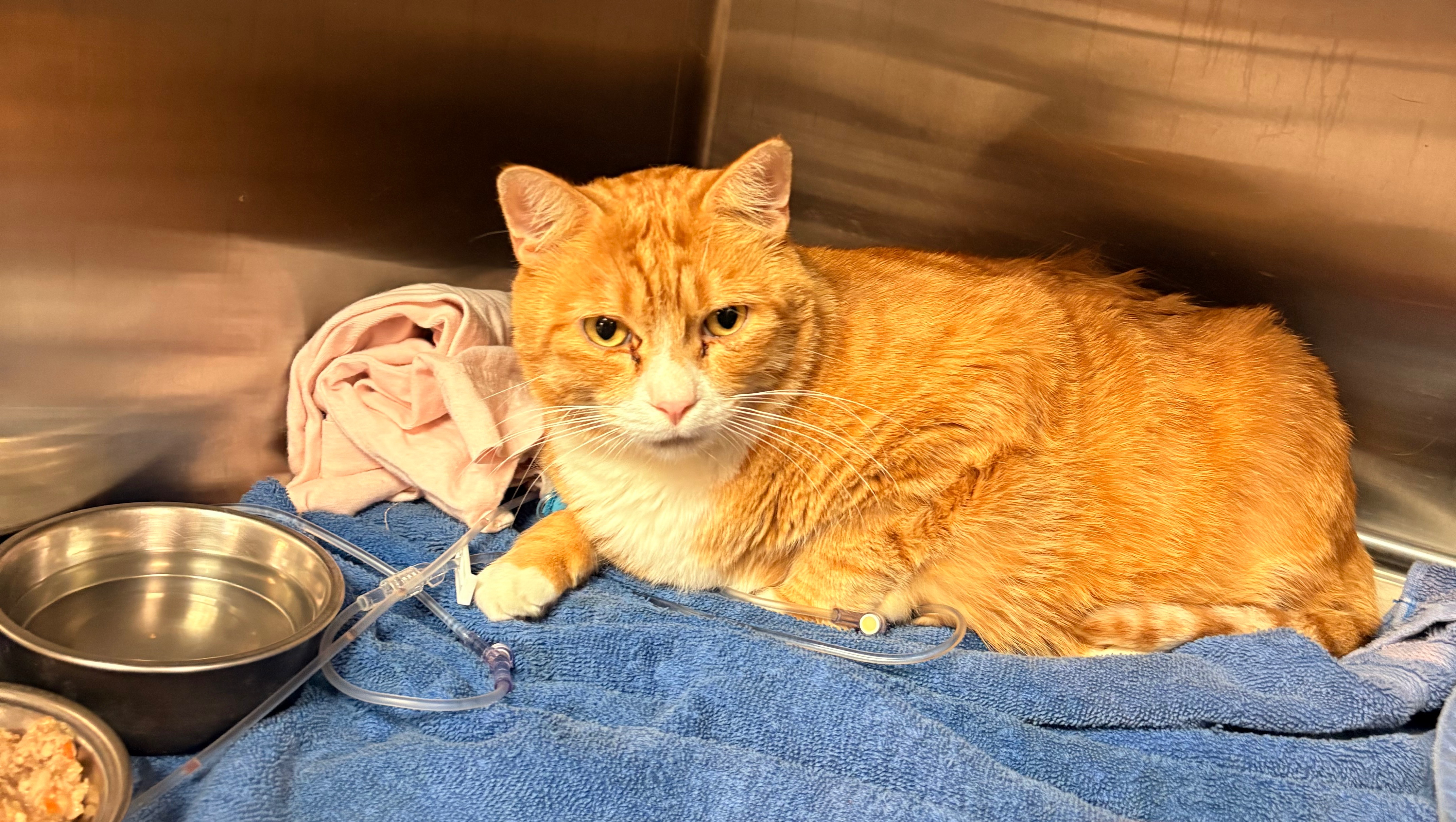 Help Milo Recover from Emergency Surgery photo