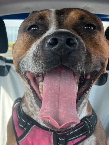 Help Rita Get Her Surgery and Heal campaign photo, 2 of 8