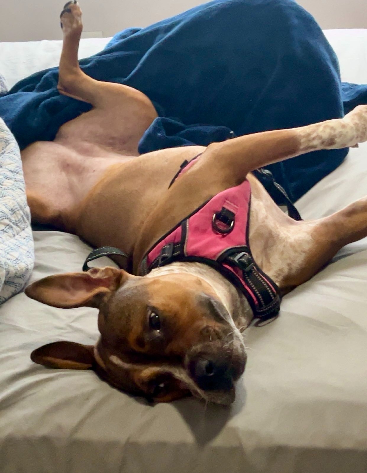 Help Rita Get Her Surgery and Heal campaign photo, 5 of 8