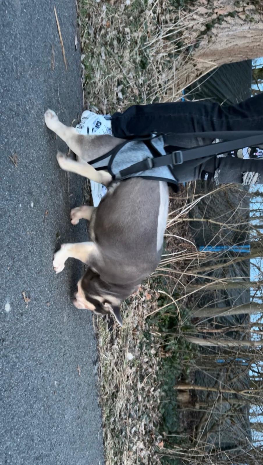 Samen laten we Nala weer lopen campaign photo, 5 of 8