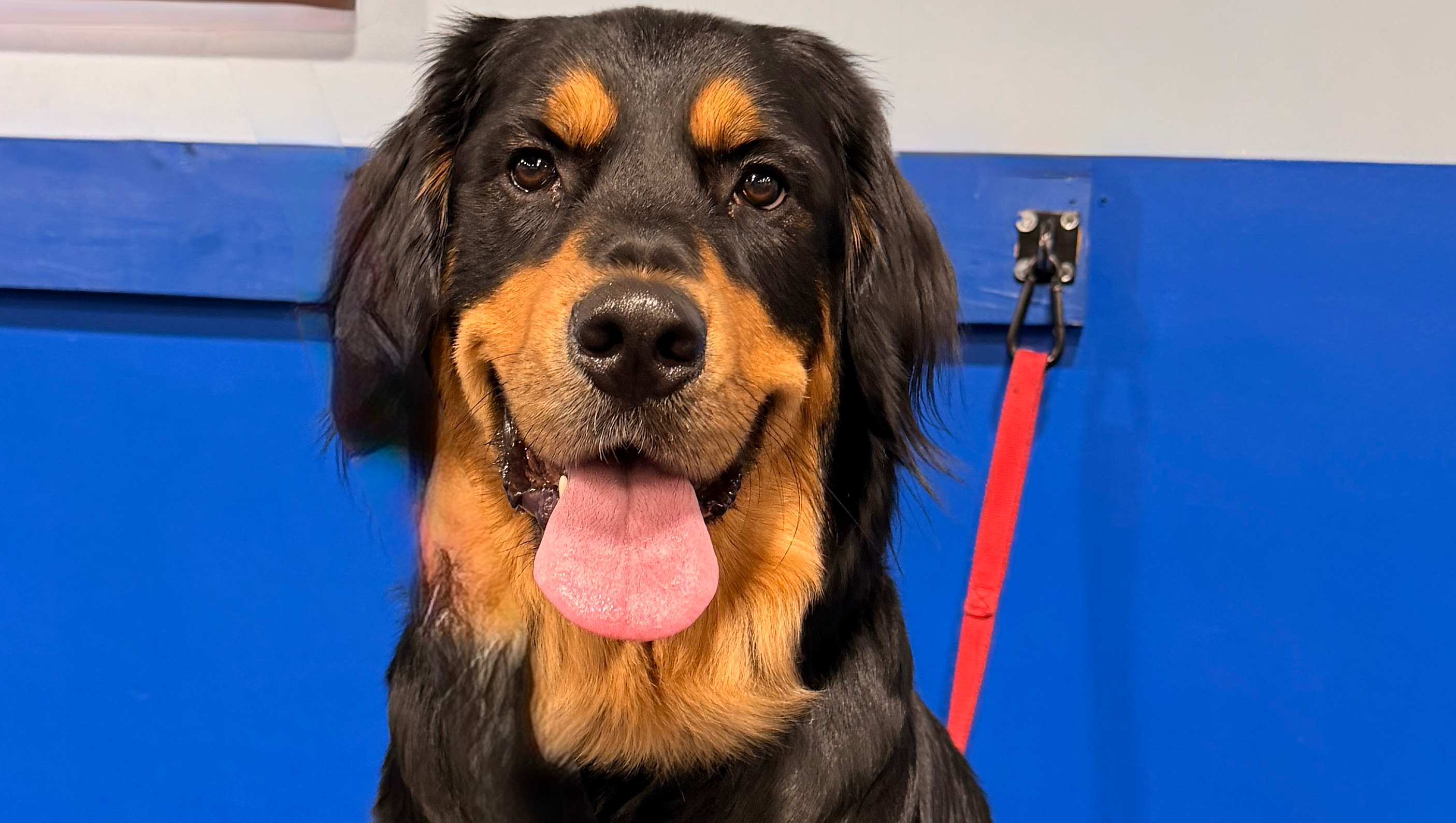 Support Luna’s Service Dog Training Journey