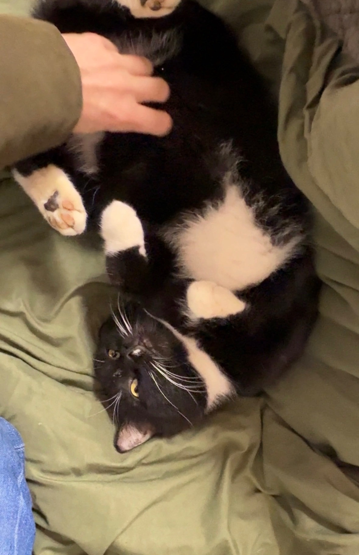 Help This Stray Cat Get the Care He Needs campaign photo, 7 of 8