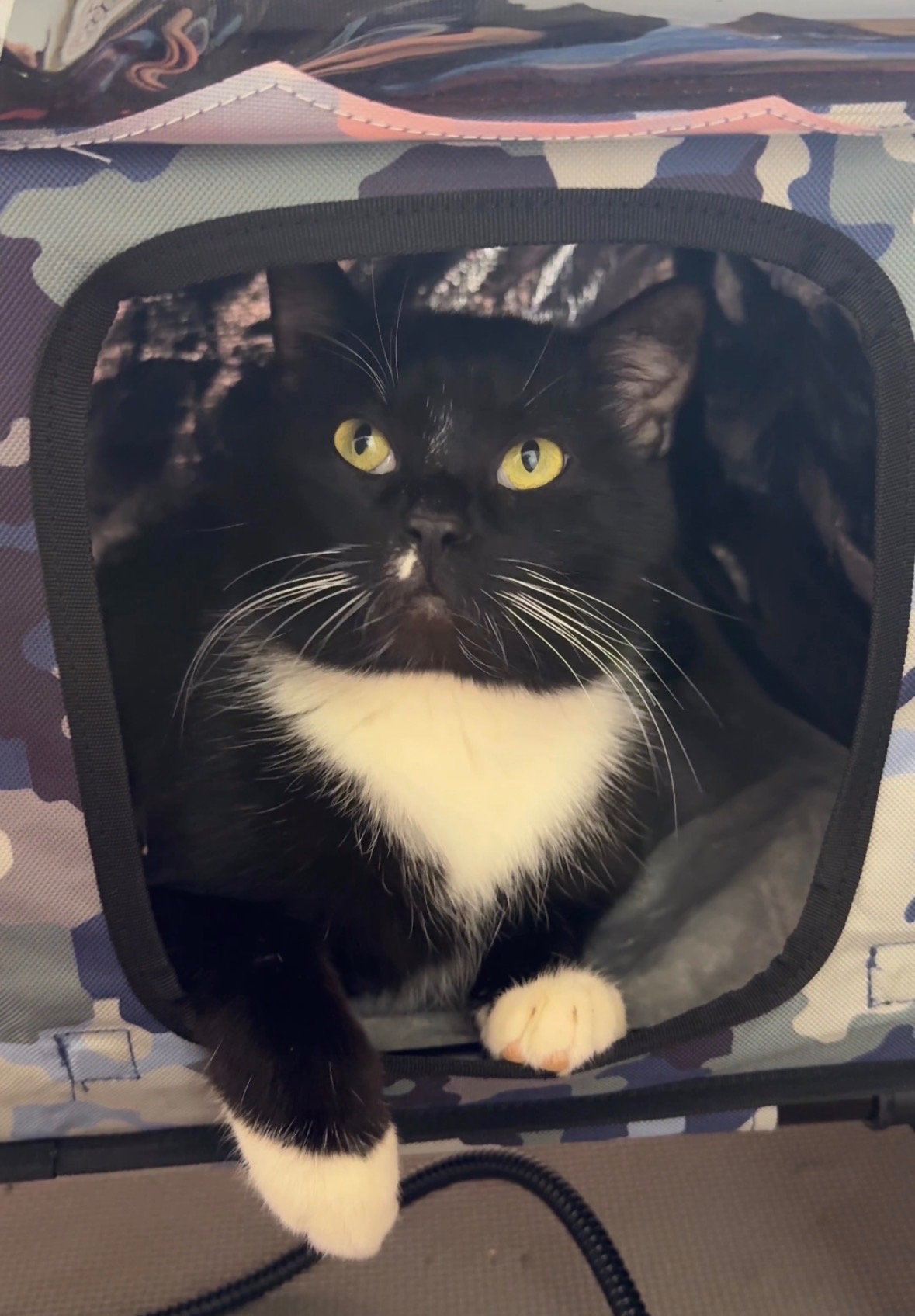 Help This Stray Cat Get the Care He Needs campaign photo, 2 of 8
