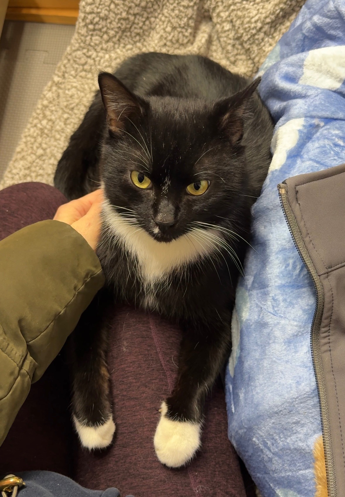 Help This Stray Cat Get the Care He Needs campaign photo, 4 of 8