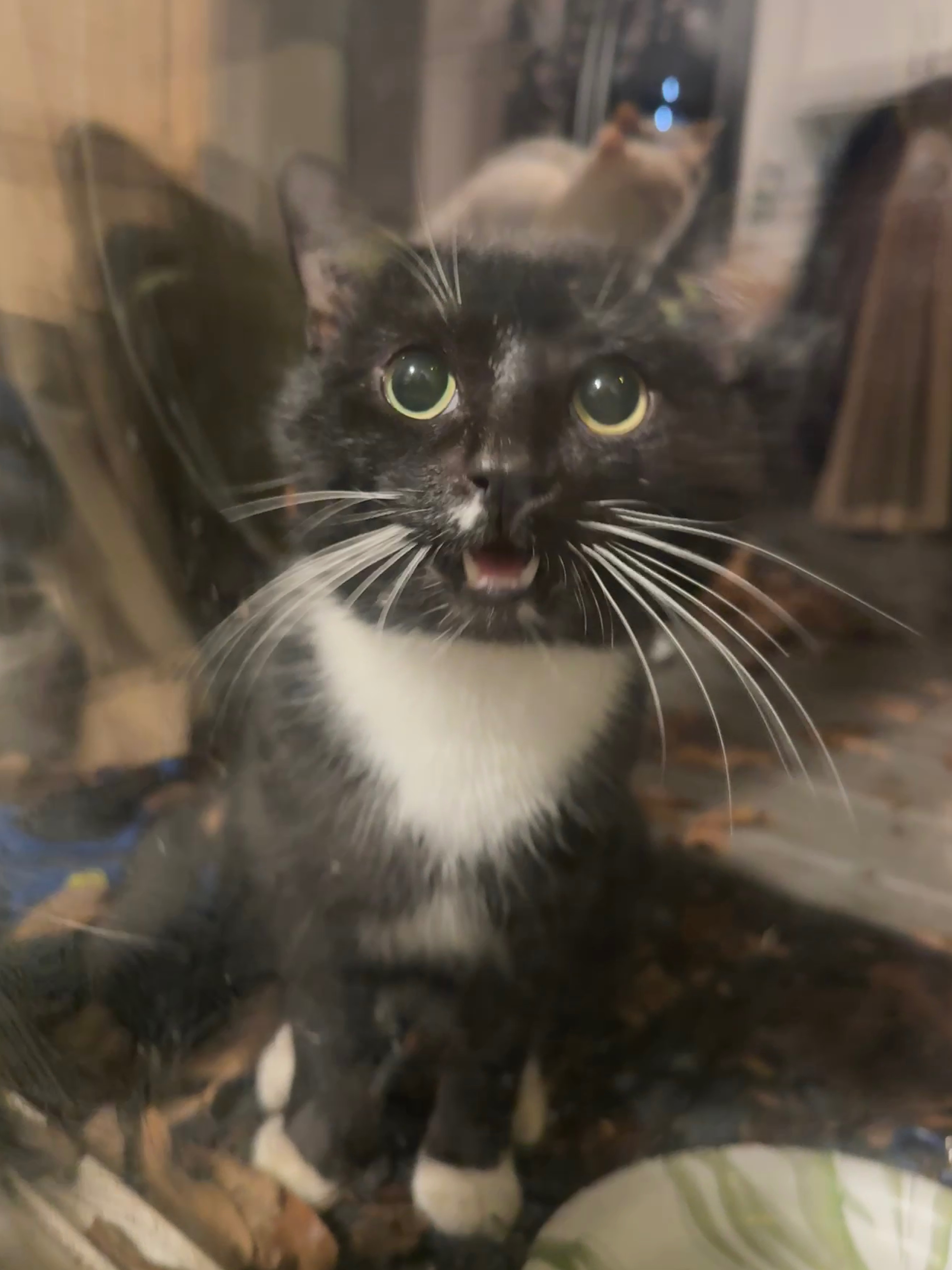 Help This Stray Cat Get the Care He Needs campaign photo, 5 of 8