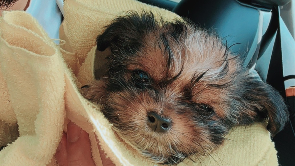 Help Grizzly Fight for His Life photo