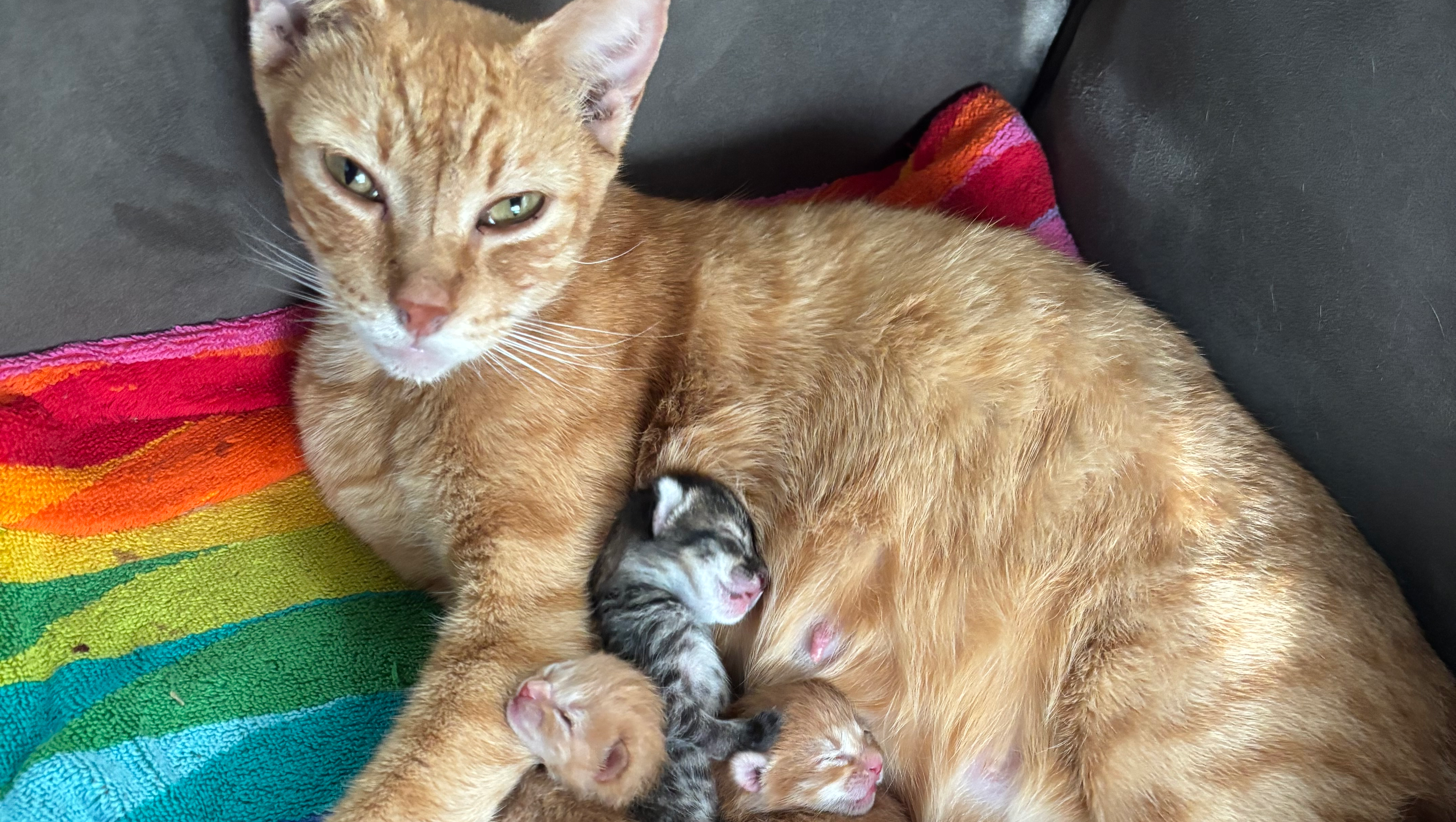 Help me bring Orchid & her babies back to England