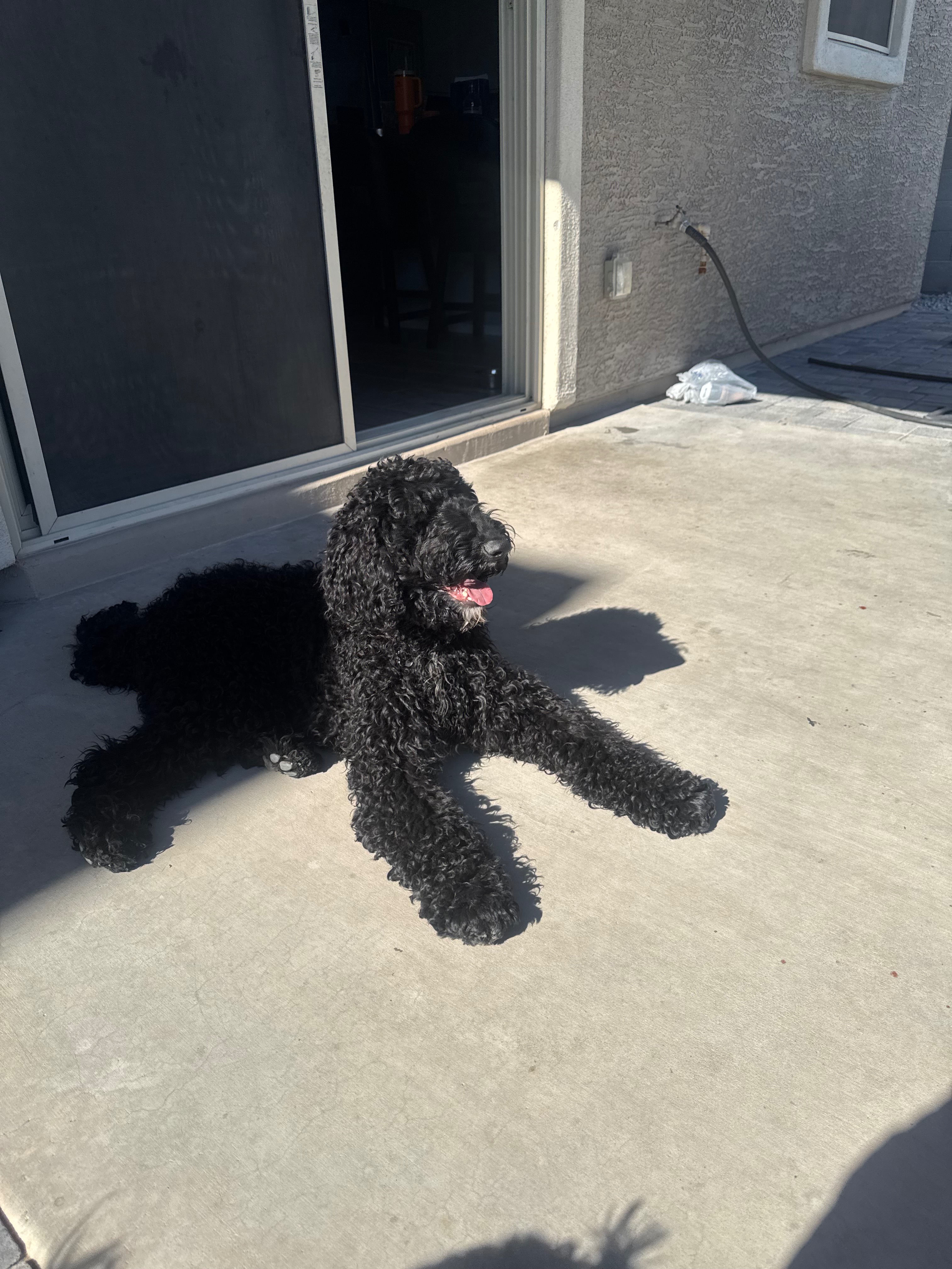 Help Hiccup Get Behavioral Training campaign photo, 2 of 3
