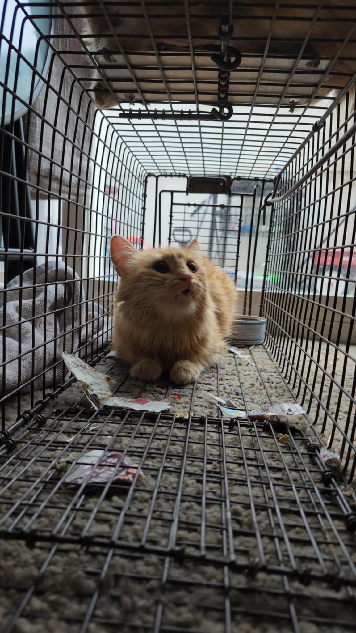 A New Beginning for Journey the Cat campaign photo, 6 of 7