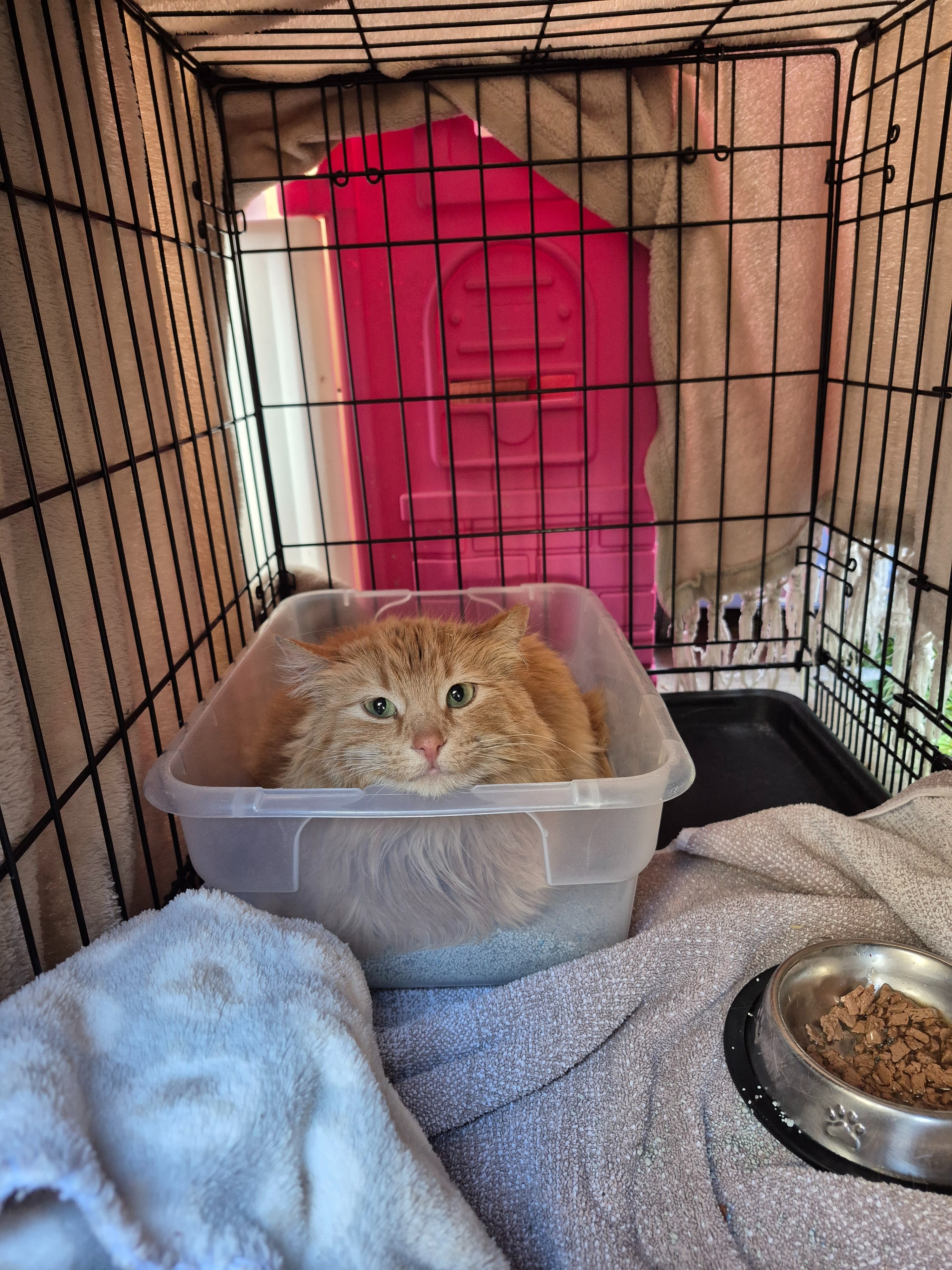 A New Beginning for Journey the Cat campaign photo, 4 of 7