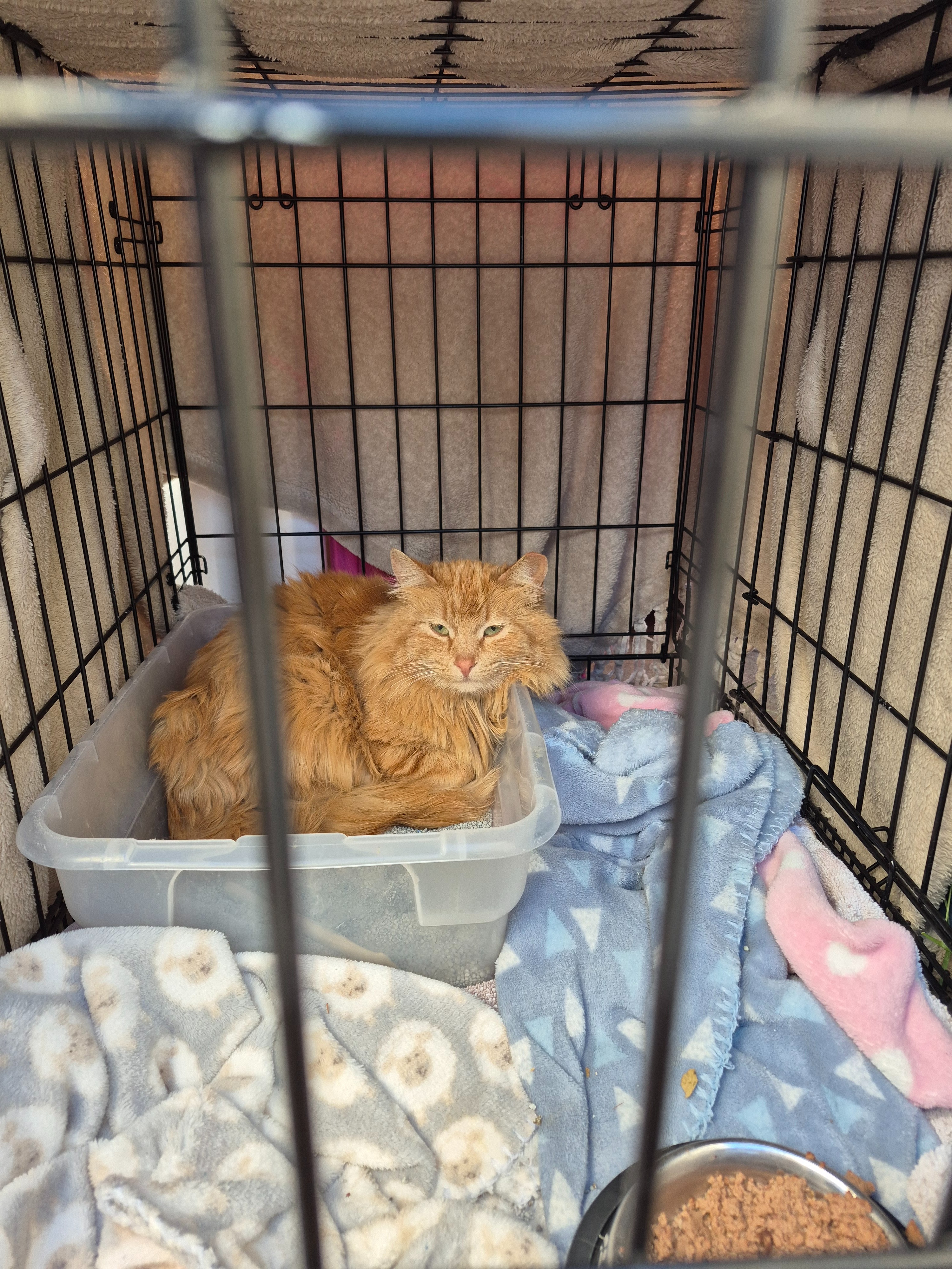 A New Beginning for Journey the Cat campaign photo, 5 of 7