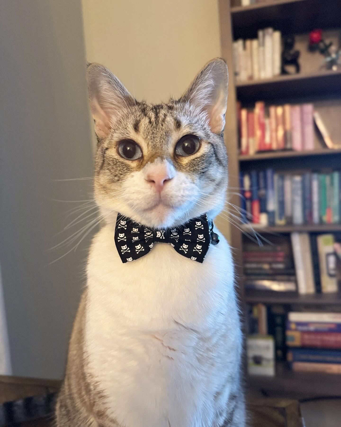 Help Mr. Business Recover from Emergency Vet Visit campaign photo, 7 of 8