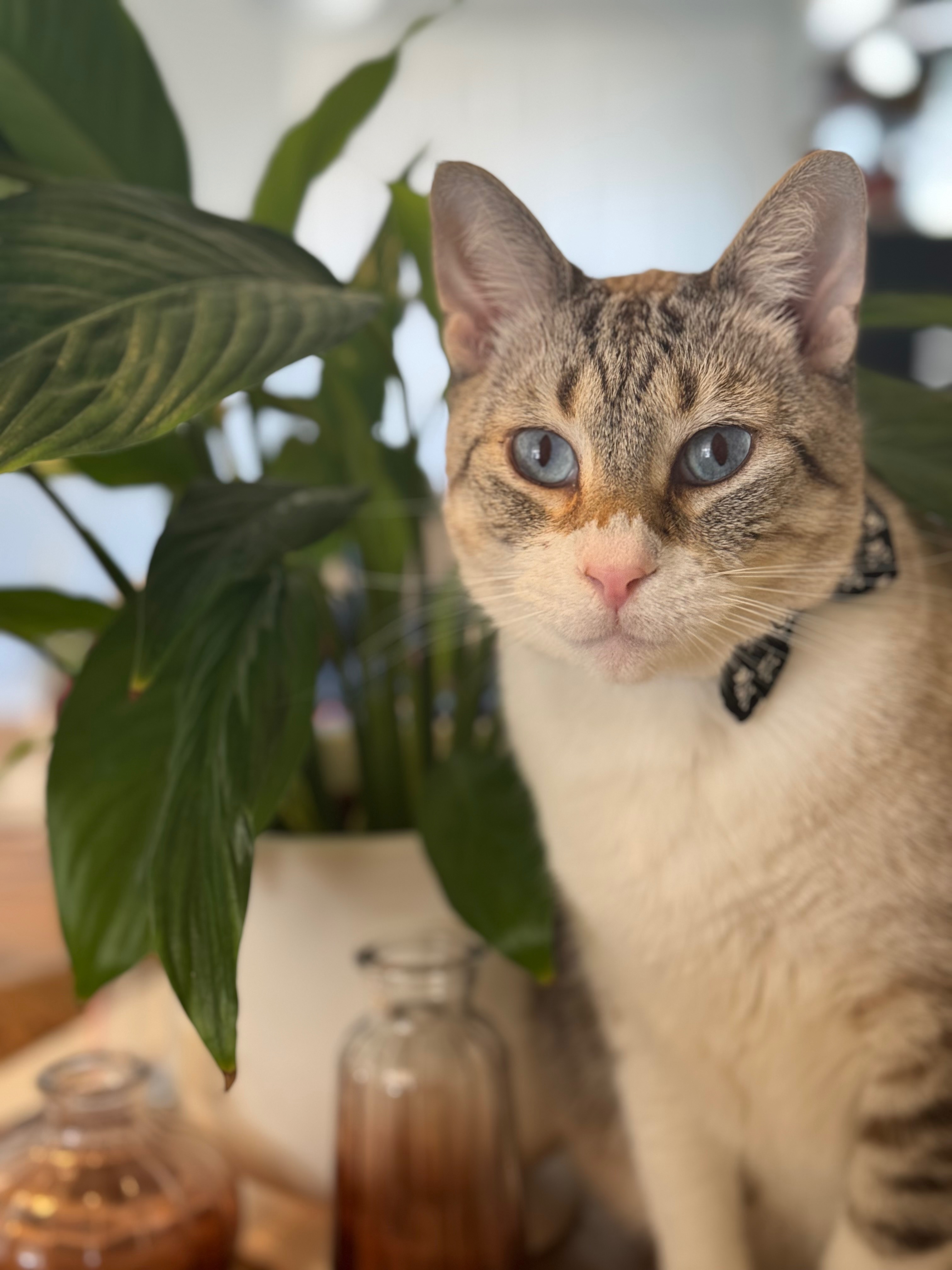Help Mr. Business Recover from Emergency Vet Visit campaign photo, 2 of 8